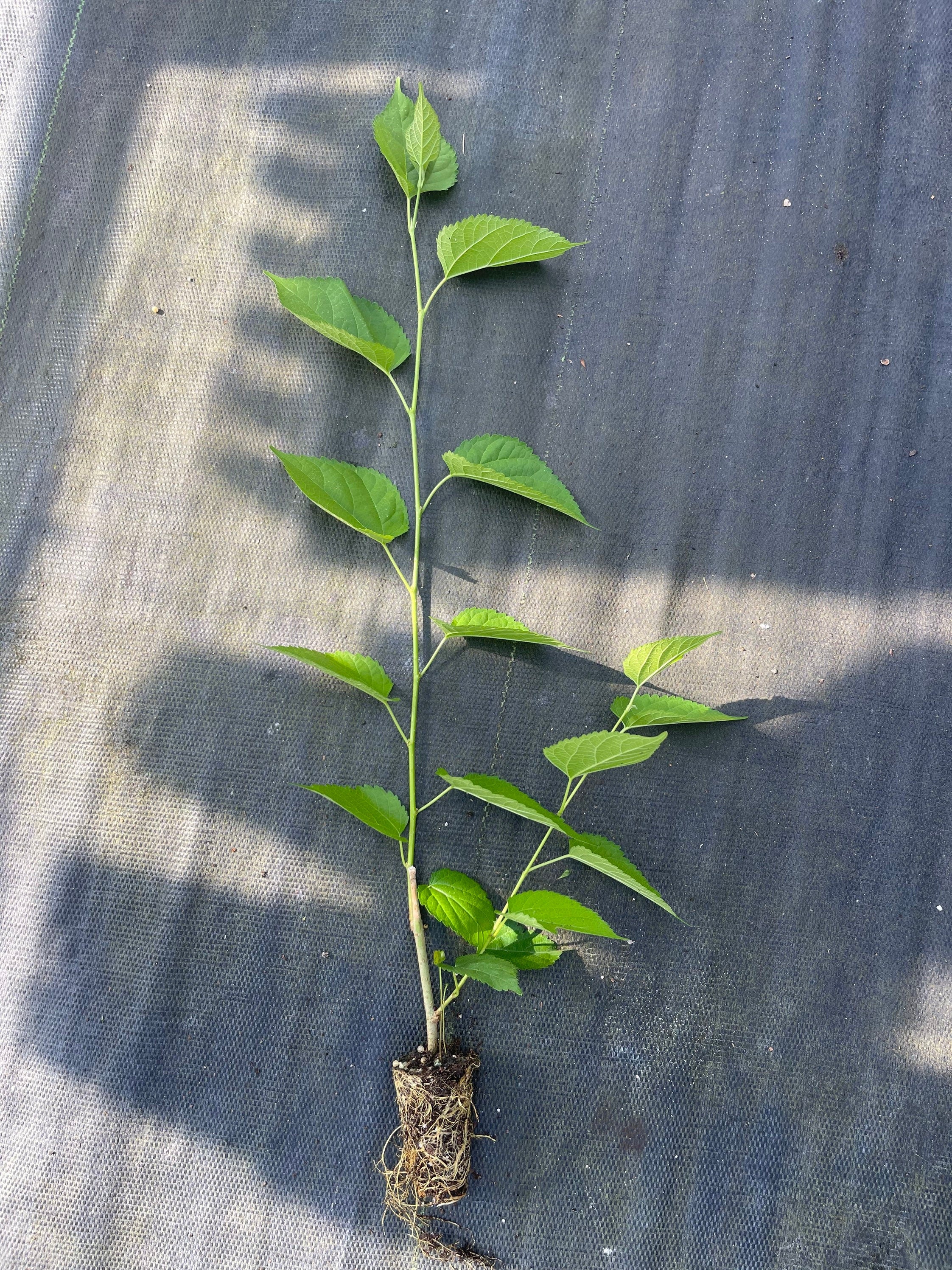 Dwarf everbearing Mulberry plants