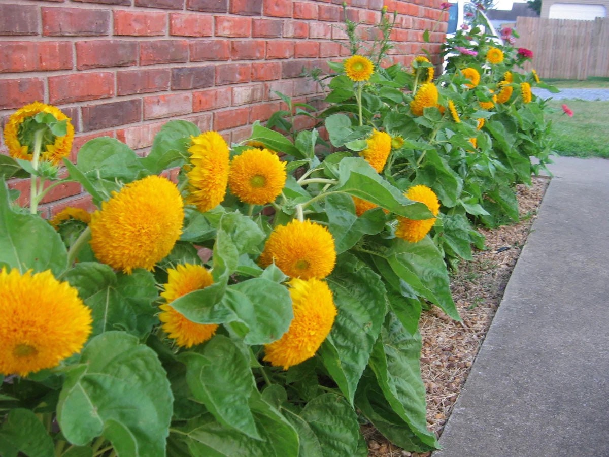 Dwarf Teddy Bear Sunflower Seeds: Easy Grow, Container Garden