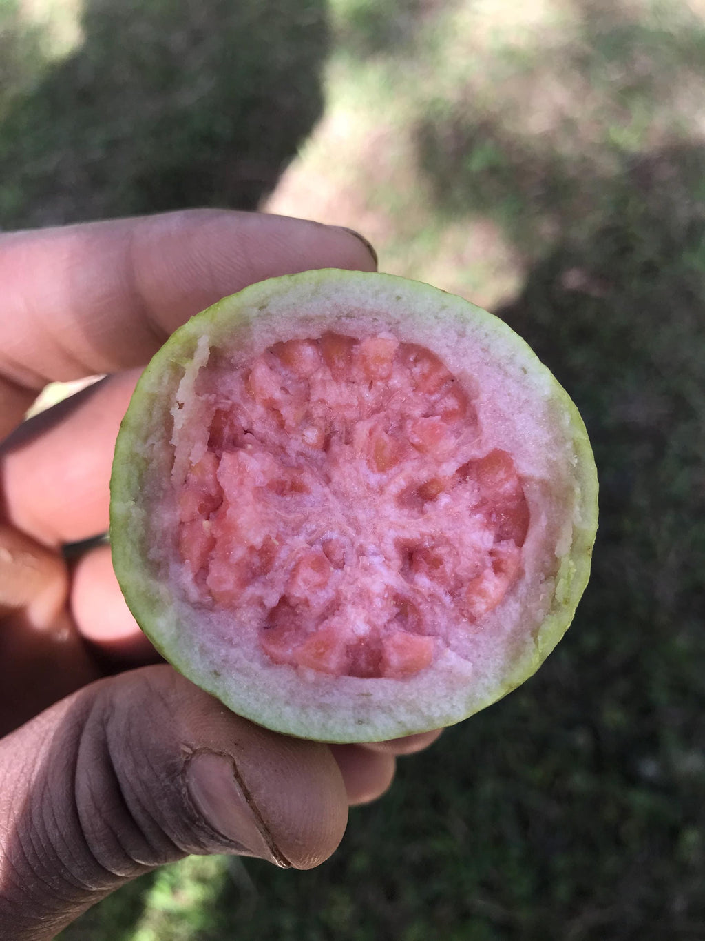 Pink pear Guava Tree – Pear-Shaped Sweet Fruit – Live Tropical Plant 4.5” Pot