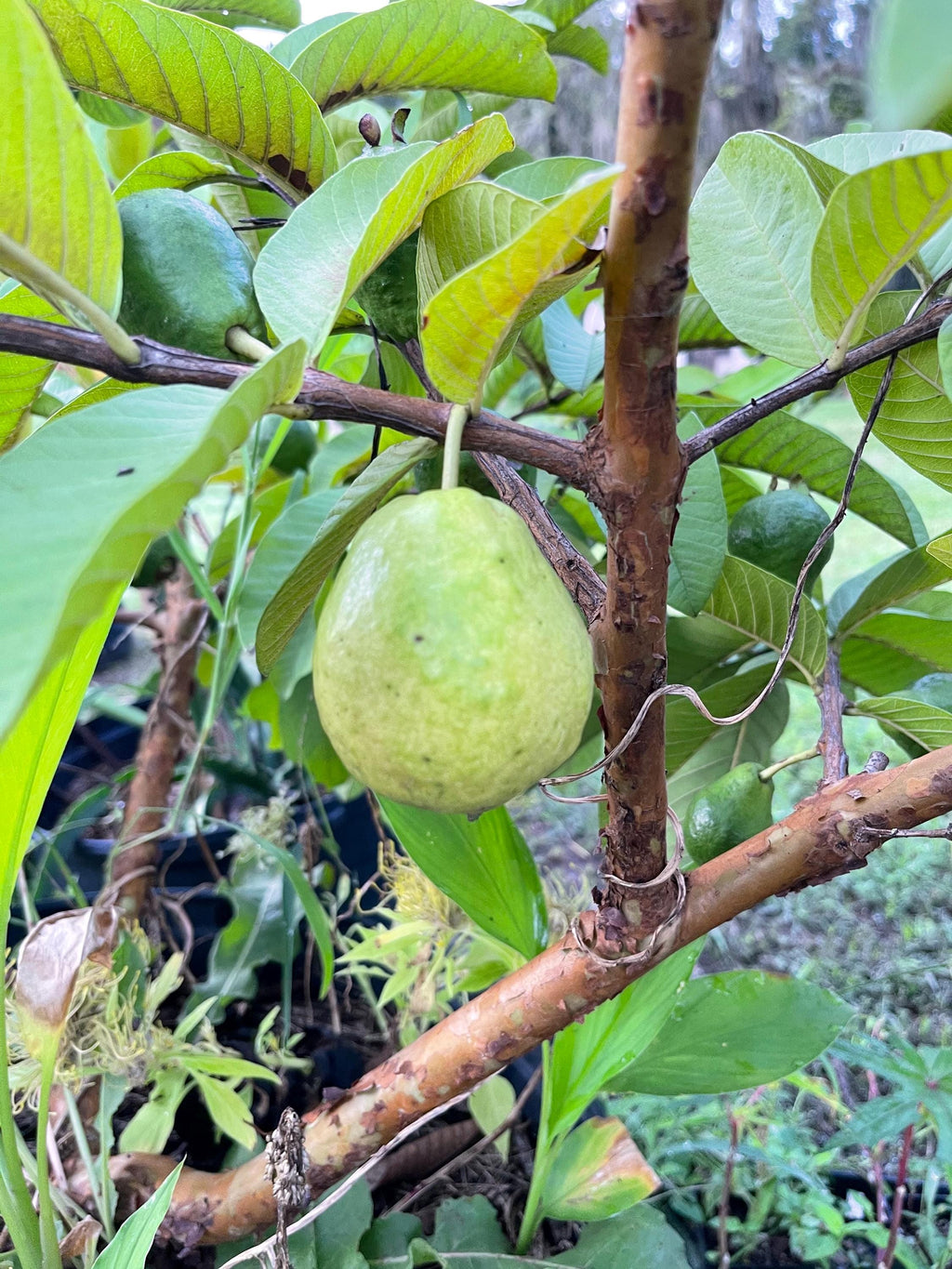 Barbie Pink Guava - Psidium guajava