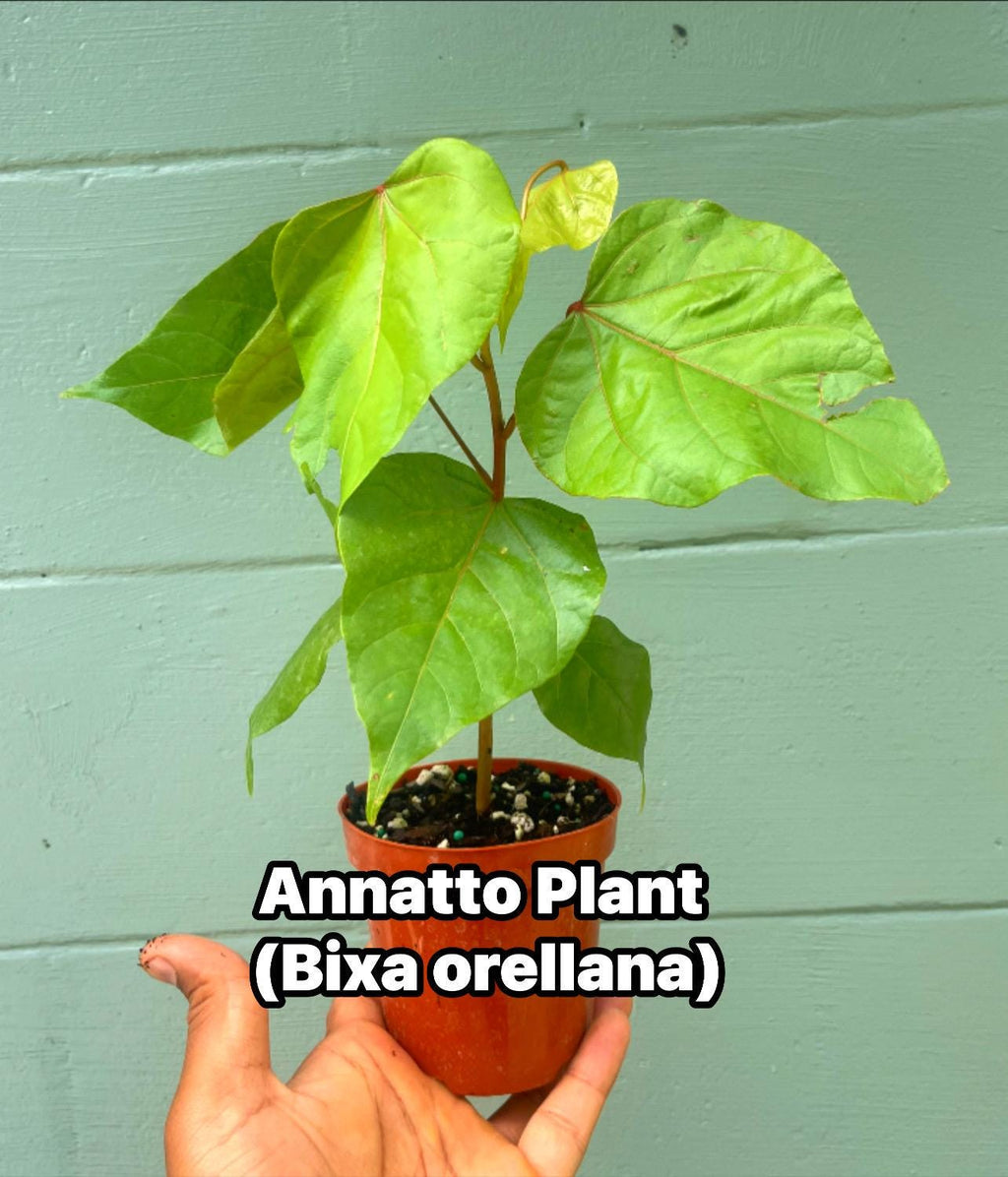Annatto Plant (Bixa orellana) – 4” Pot – Natural Food Coloring Plant – Tropical Ornamental & Edible Shrub