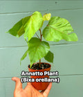 Annatto Plant (Bixa orellana) – 4” Pot – Natural Food Coloring Plant – Tropical Ornamental & Edible Shrub