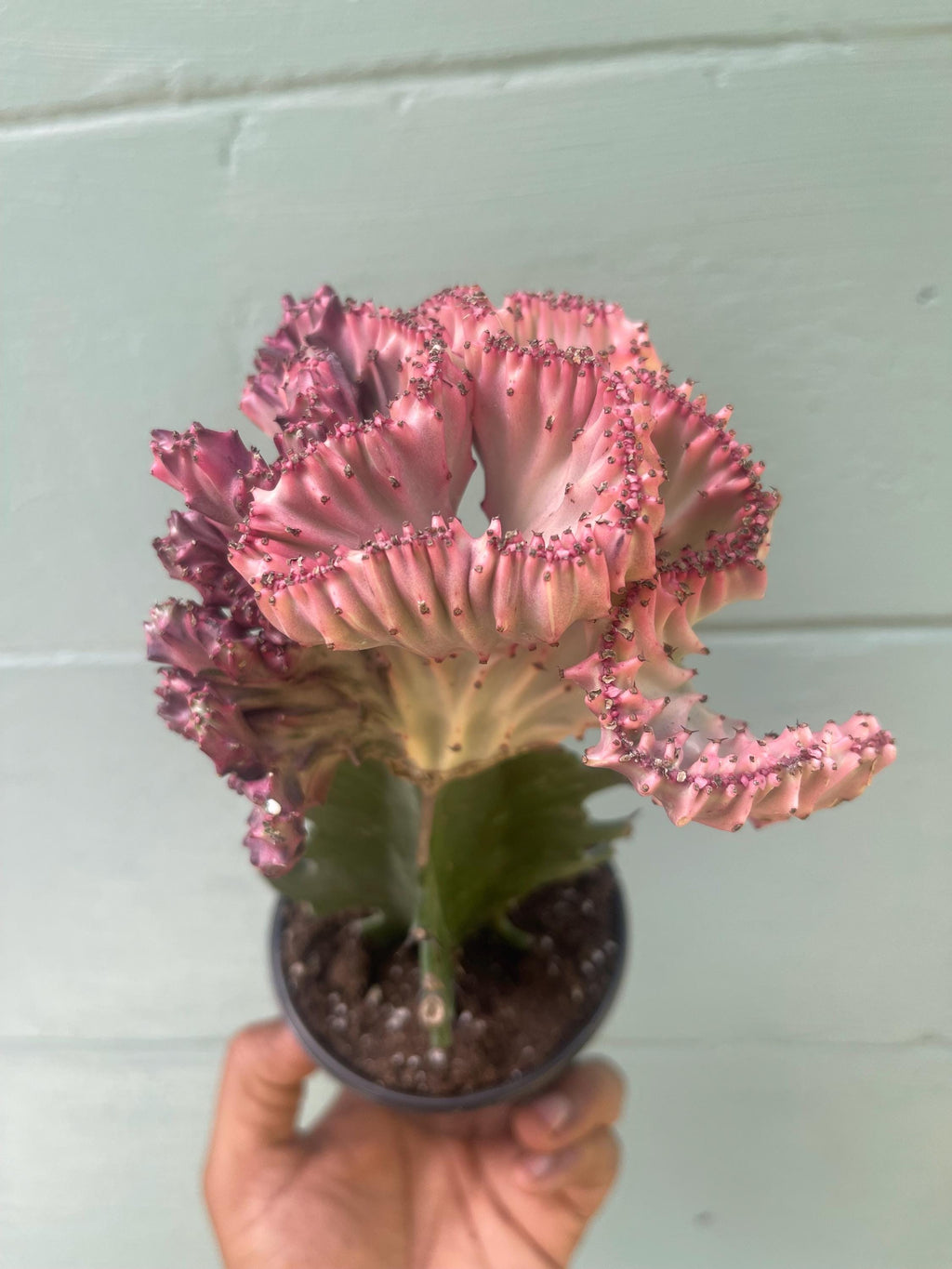 Mermaid Tail Euphorbia (Euphorbia lactea ‘Cristata’) – Rare Crested Succulent – Unique Collector Plant