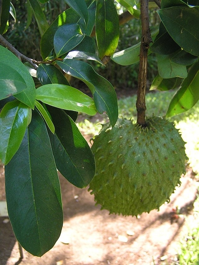 Soursop Live Plant – Annona Muricata Tropical Fruit Tree
