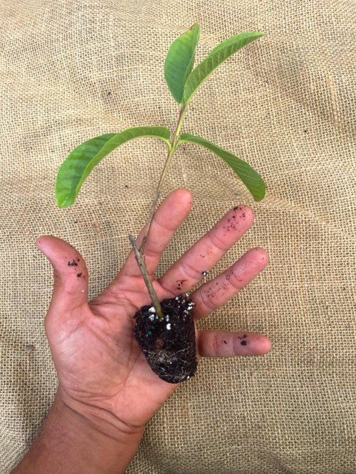 Barbie Pink Guava - Psidium guajava
