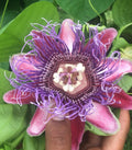 Passiflora quadrangularis (Giant Granadilla)