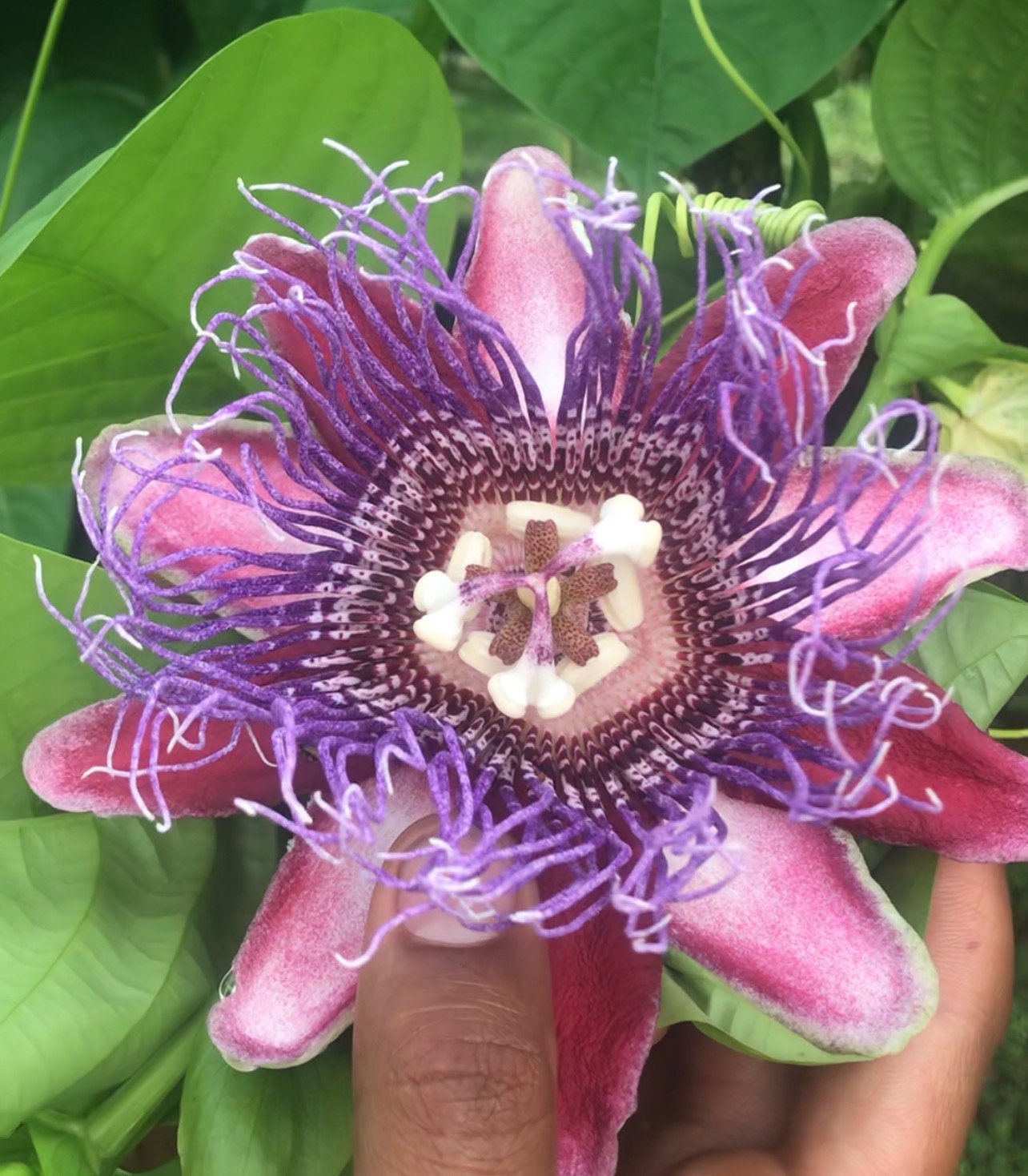 Passiflora quadrangularis (Giant Granadilla)