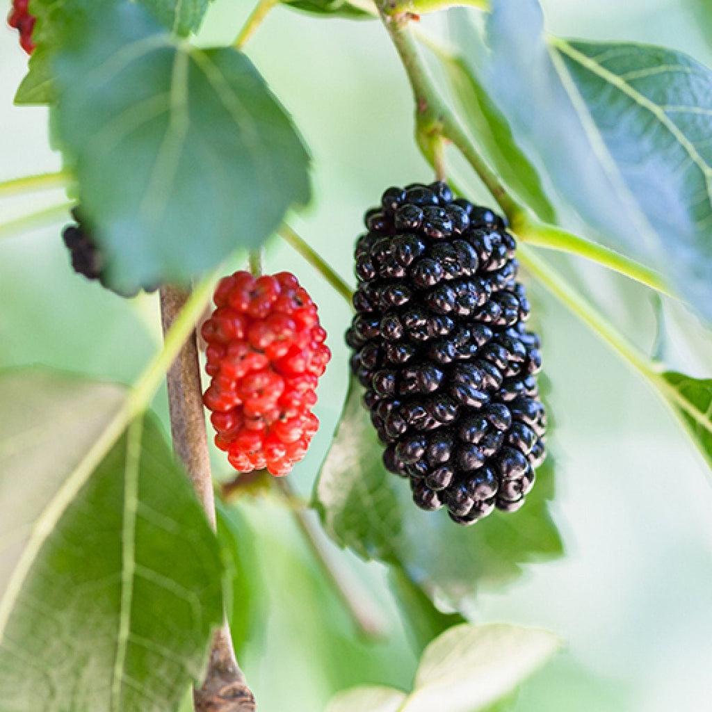 Dwarf everbearing Mulberry plants