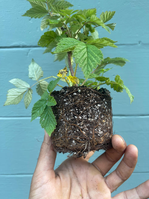 Caroline Raspberry Plant (Rubus idaeus) – Everbearing, Sweet, High-Yield Variety