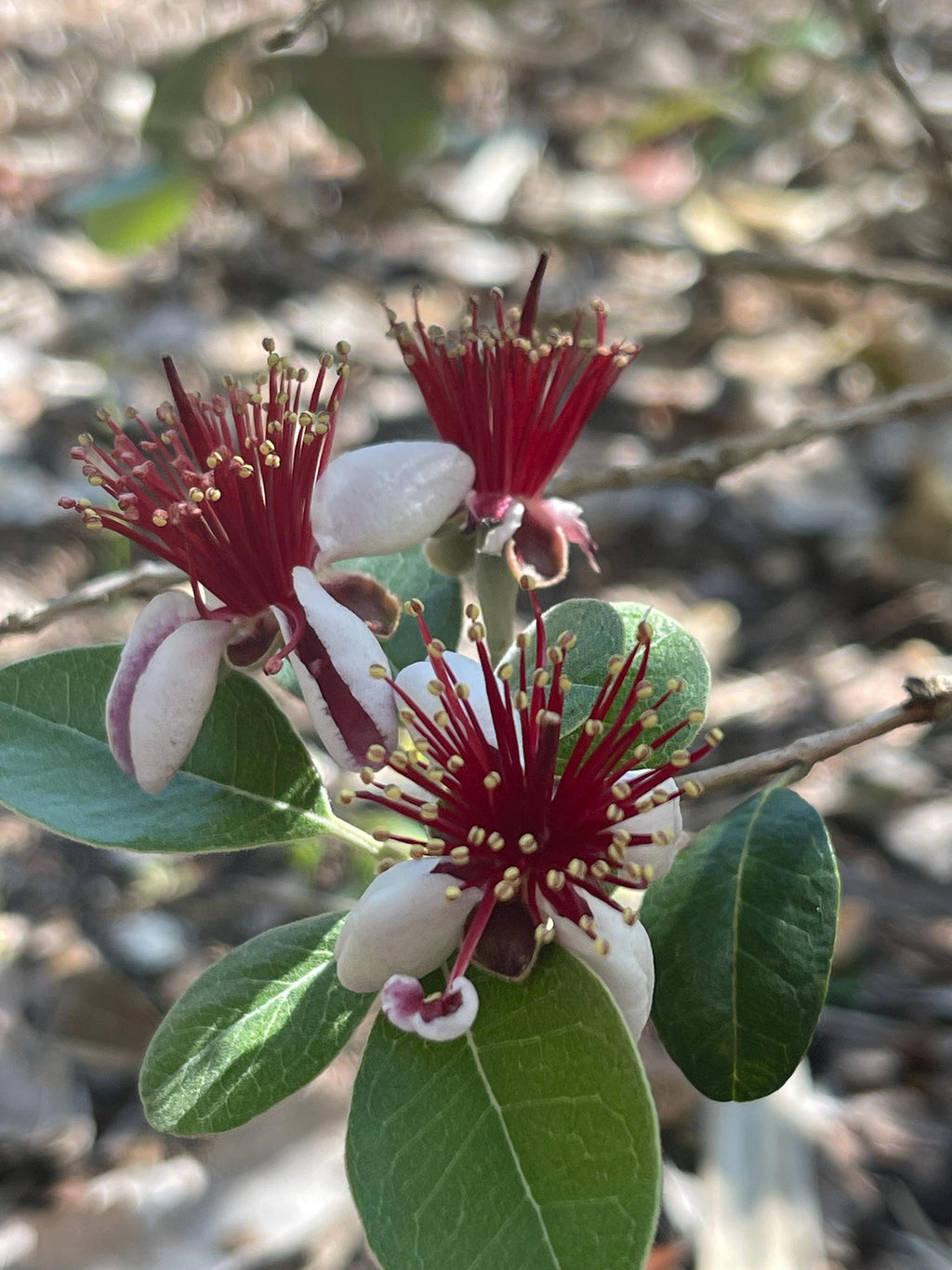 Pineapple Guava Live Plants – Acca Sellowiana Fruit Shrub, Evergreen, Edible & Ornamental Garden Bush