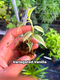 Live Variegated Vanilla Orchid Plant - Rare Edible Bean Vine