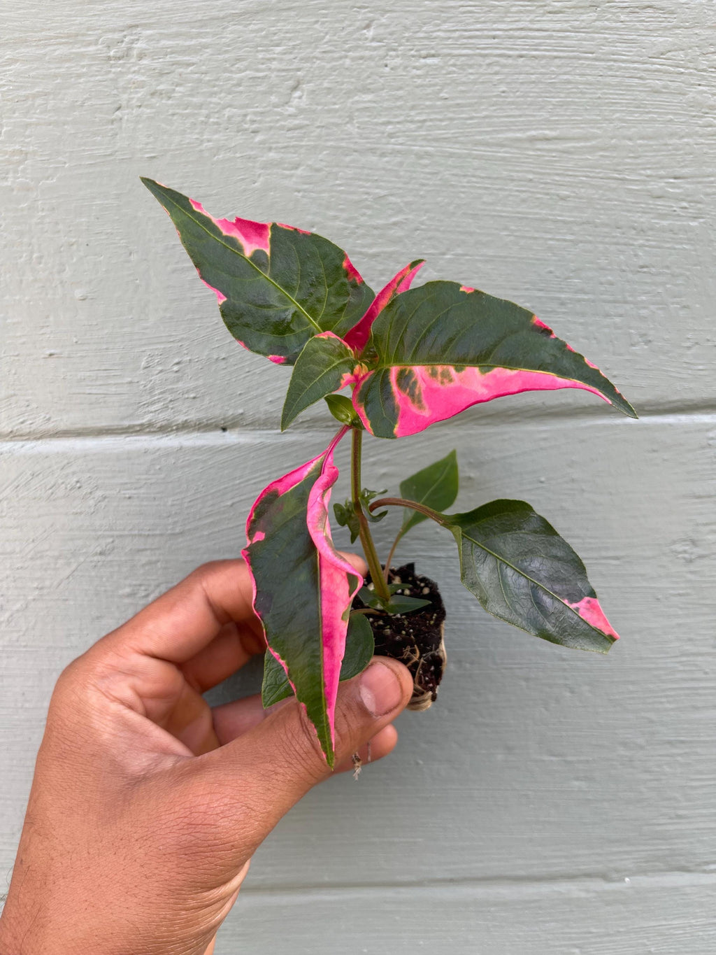 Alternanthera Party Time Plant – Pink Variegated Ornamental Houseplant