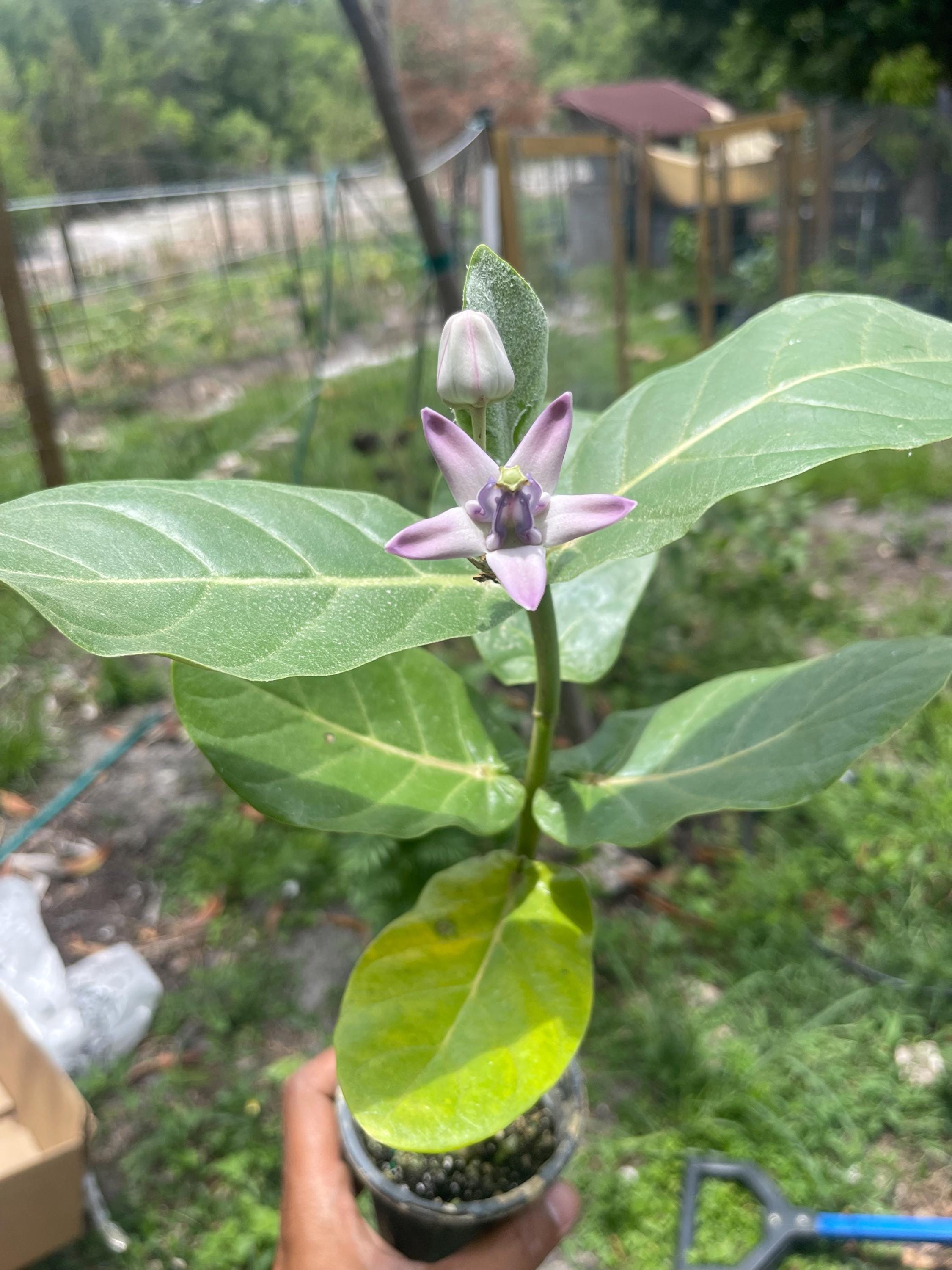 Giant milkweed (Calotropis gigantea) – Rare Tropical Flowering Plant – 4” Pot