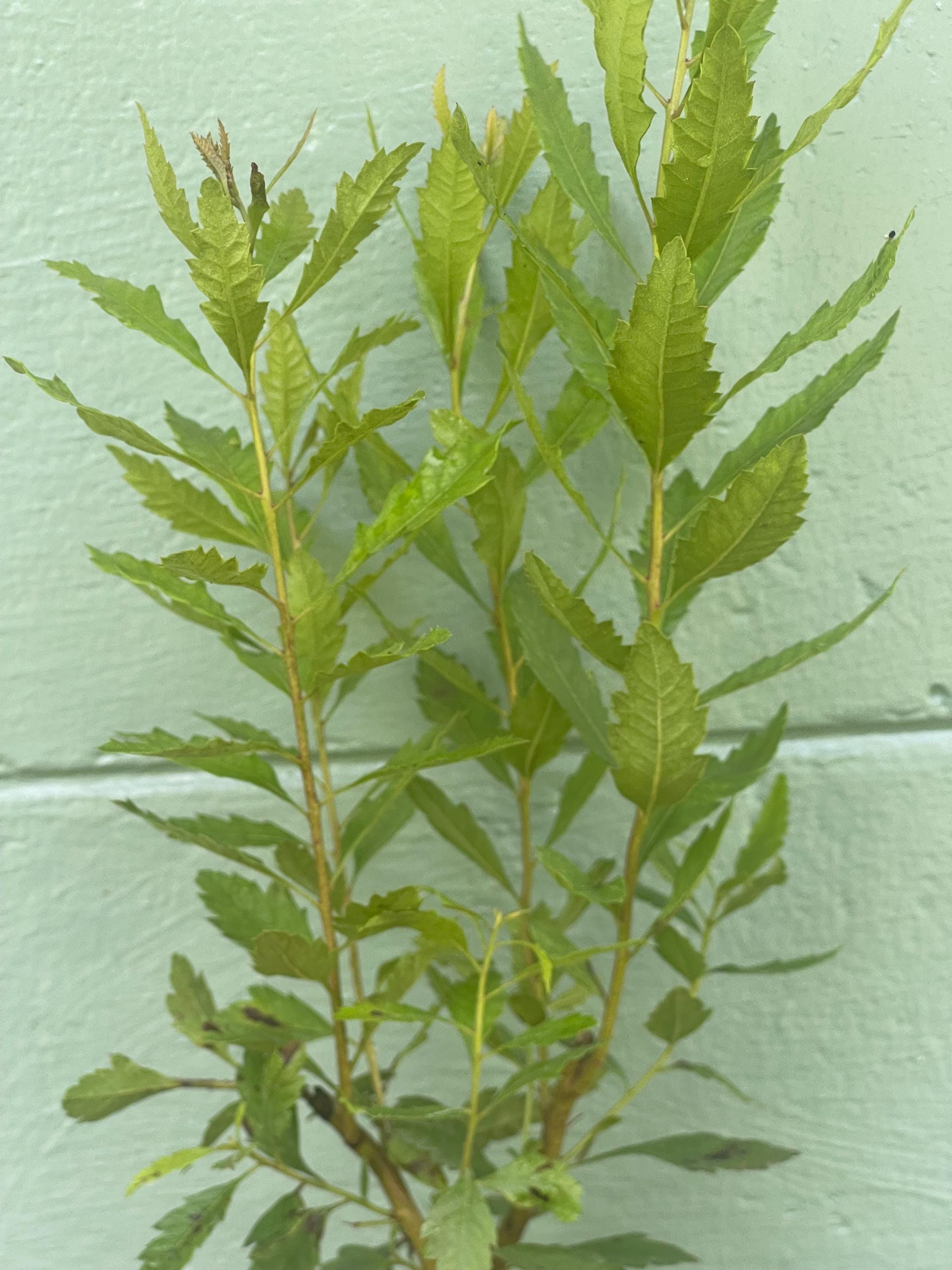 Southern Wax Myrtle (Myrica cerifera) – Evergreen Shrub for Wildlife, Candlemaking, and Culinary Use