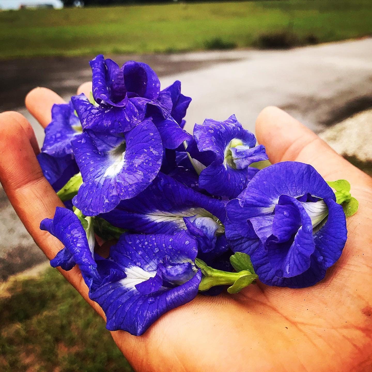 Butterfly pea flower seeds