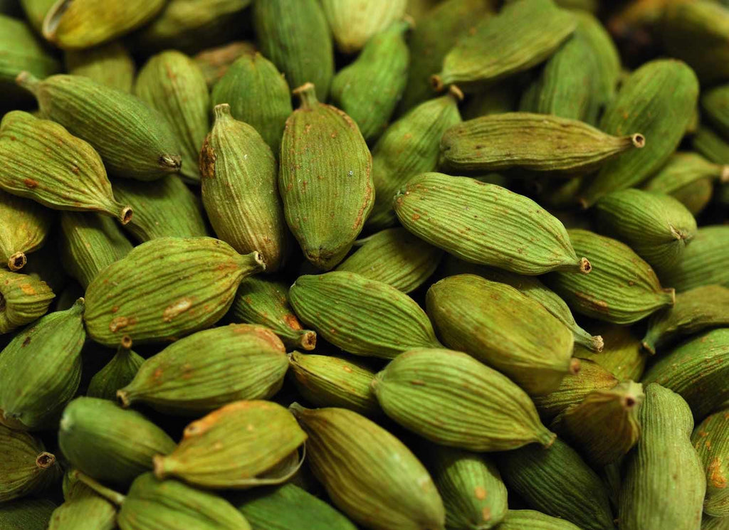 Live Cardamom Plant: Elettaria cardamomum, Rare Spice - 15+” Tall