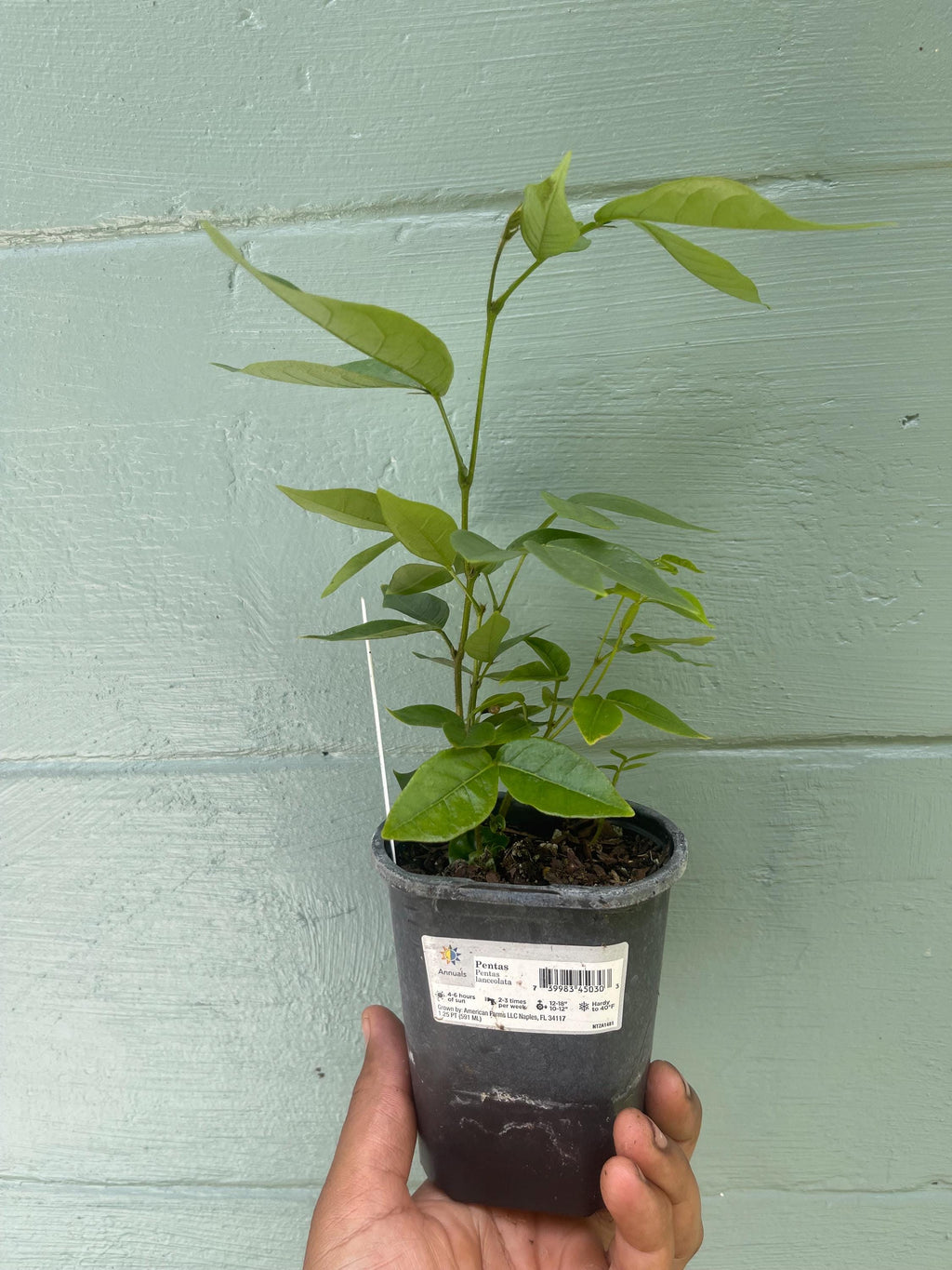 Ice Cream Bean Tree – Fast Growing Tropical Fruit Plant, Vanilla Pods