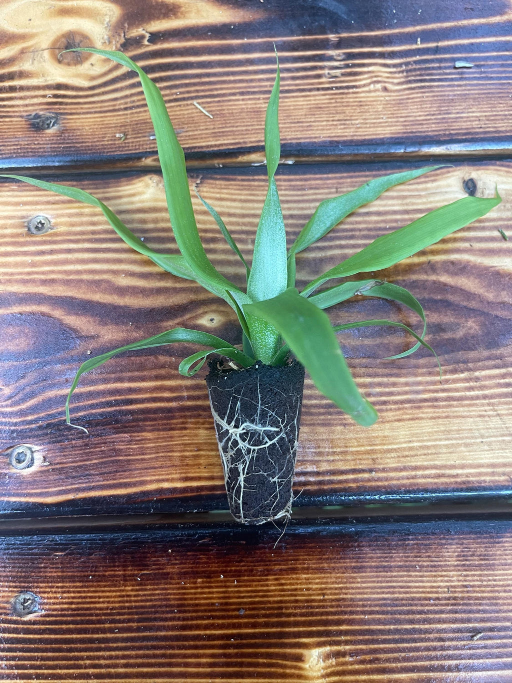 Sugarloaf Pineapple Plant – Sweet White-Fleshed Tropical Fruit (4-Inch Pot)
