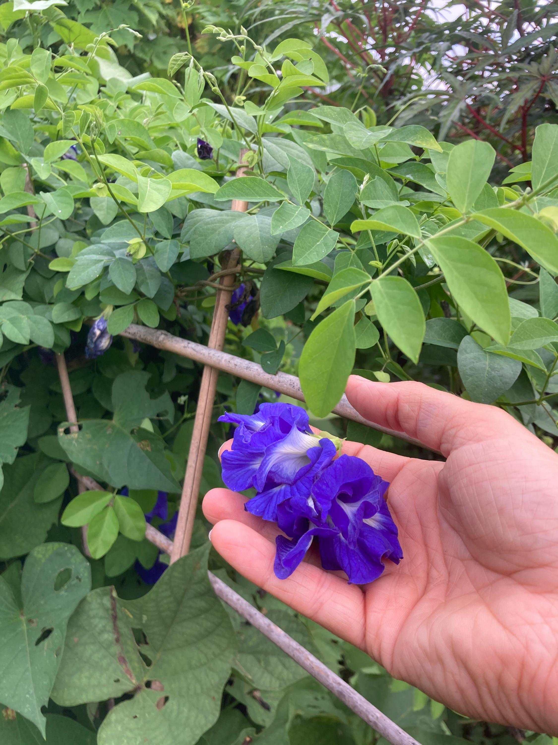 Live Butterfly Pea Plant – Clitoria ternatea | Blue Tea Vine | Pollinator-Friendly, Fast-Growing Tropical Vine