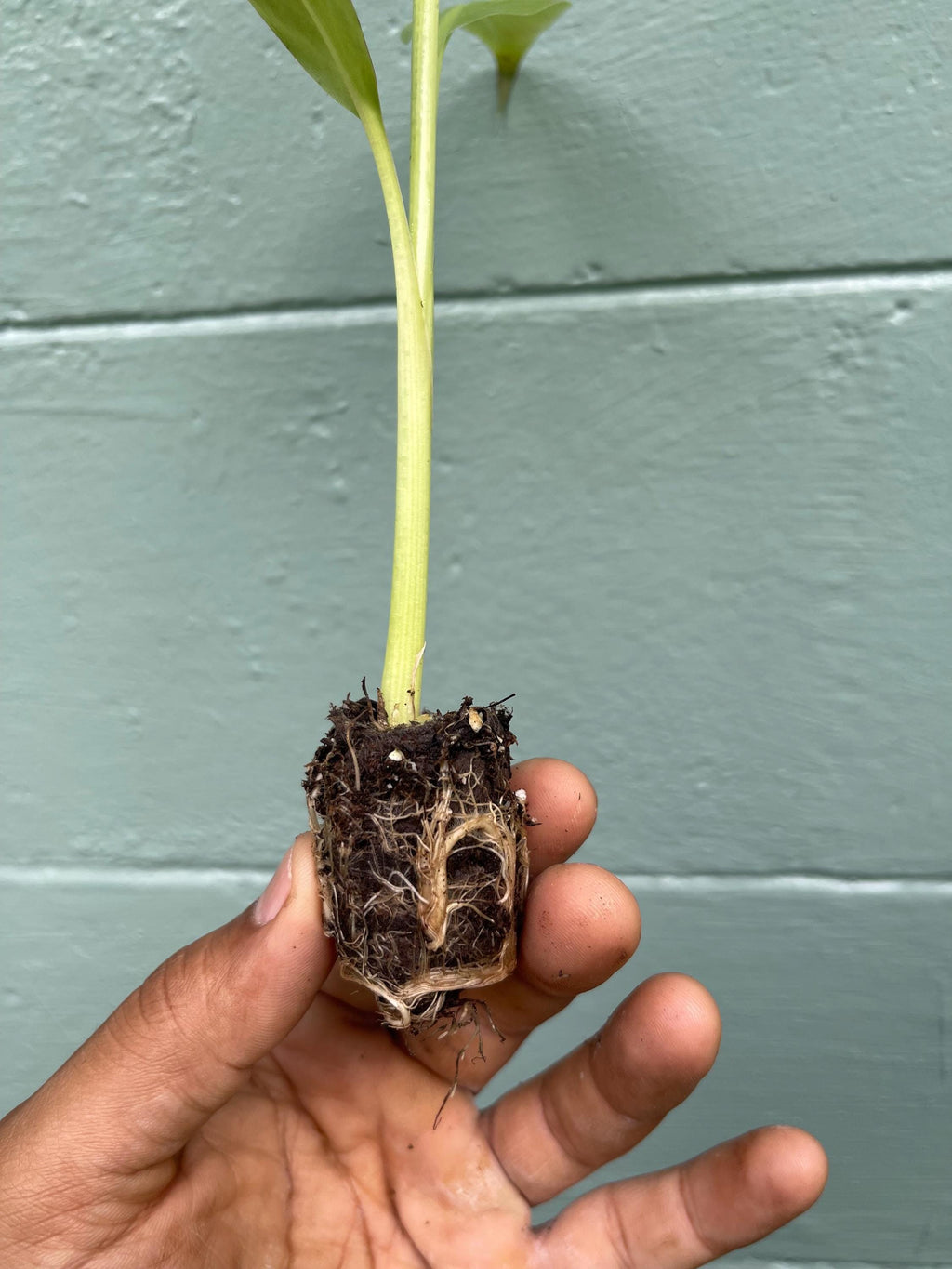 Musa Kokopo Banana Plant - Short Cycle Variety