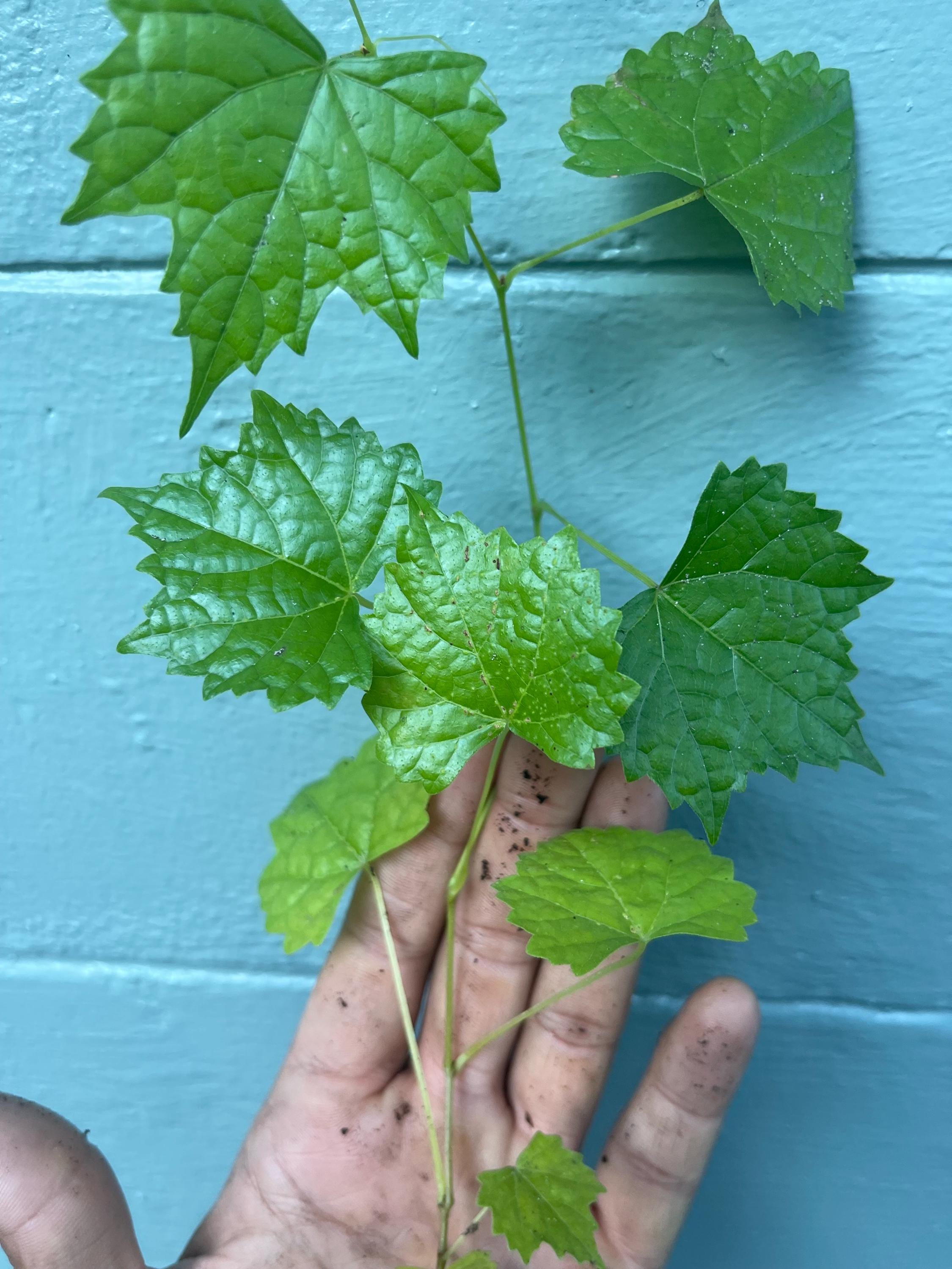 Carlos Muscadine Grape Vine: Self-Fertile Live Plant for Home Garden