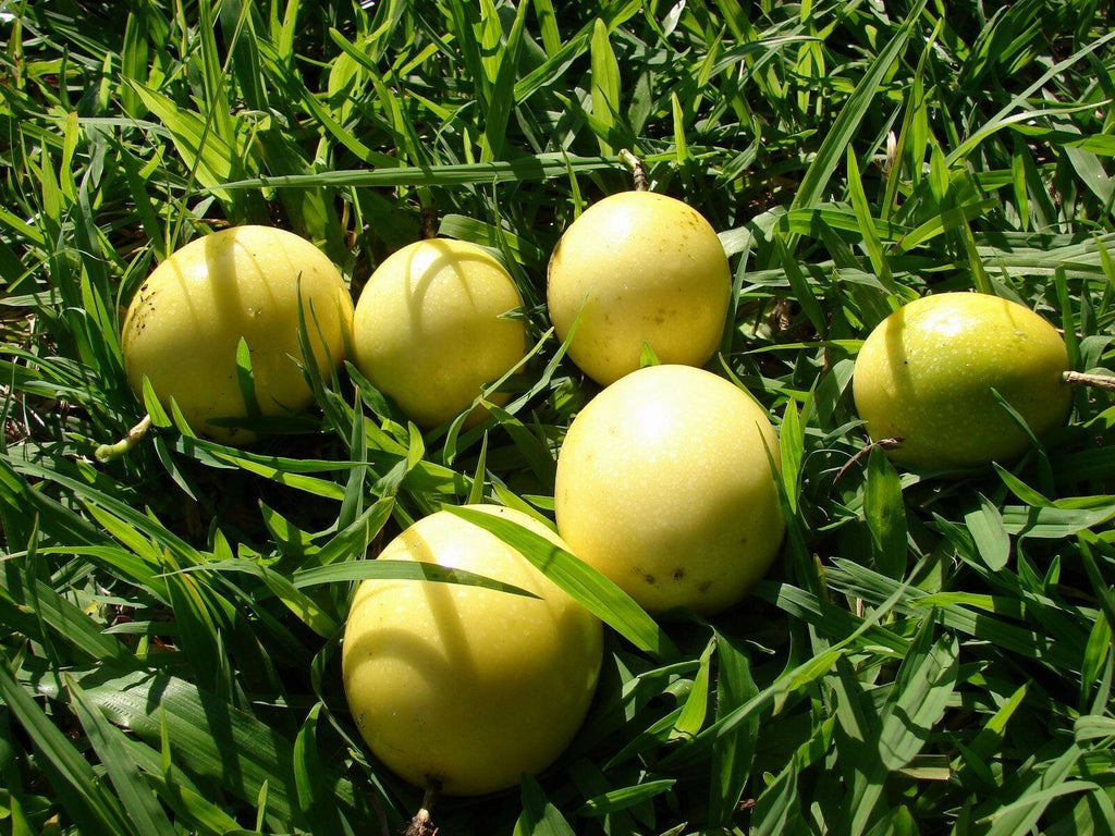 Yellow passionfruit (Passiflora edulis flavicarpa)