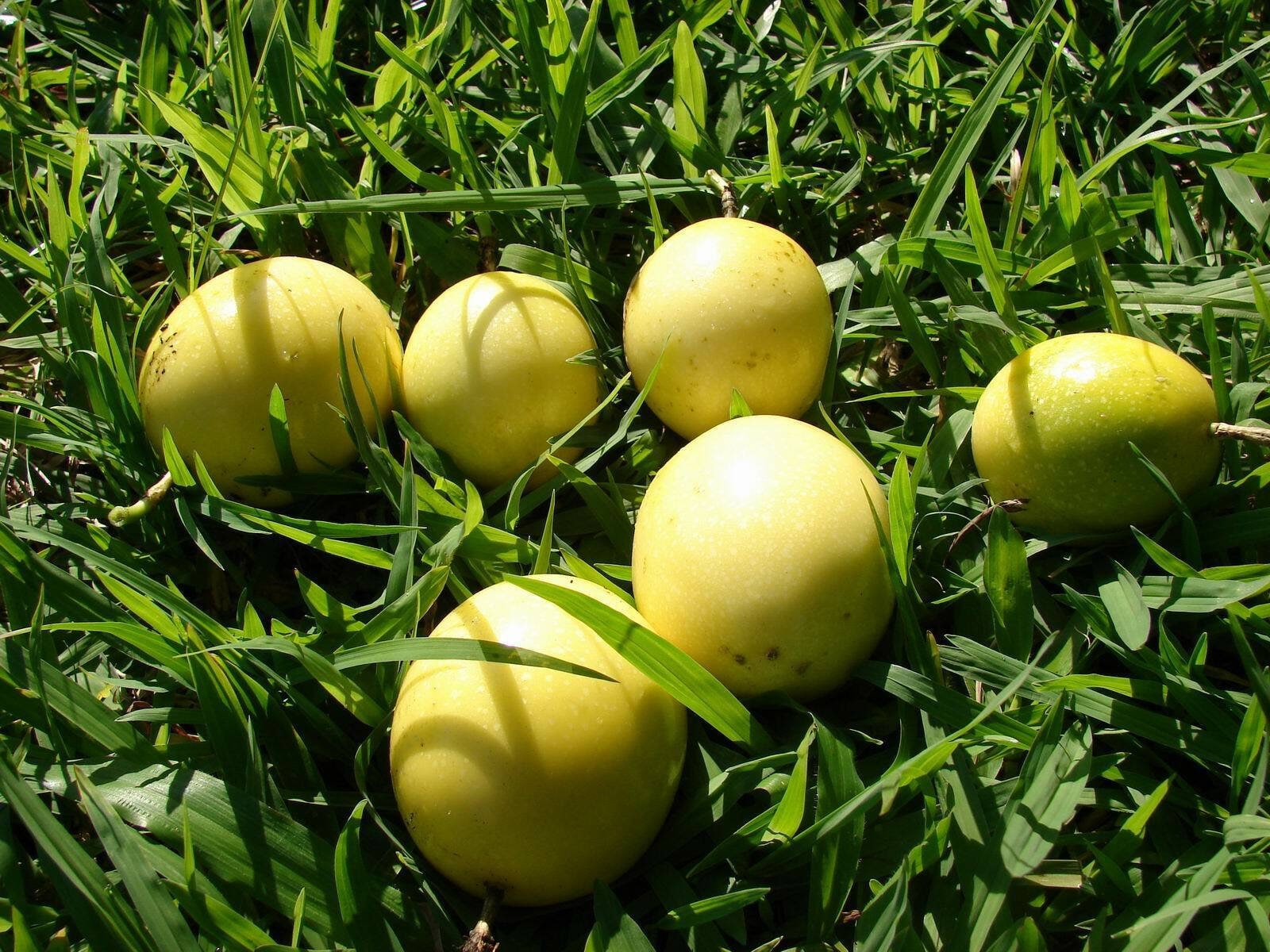 Yellow passionfruit (Passiflora edulis flavicarpa)