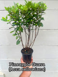 Pineapple Guava Live Plants – Acca Sellowiana Fruit Shrub, Evergreen, Edible & Ornamental Garden Bush