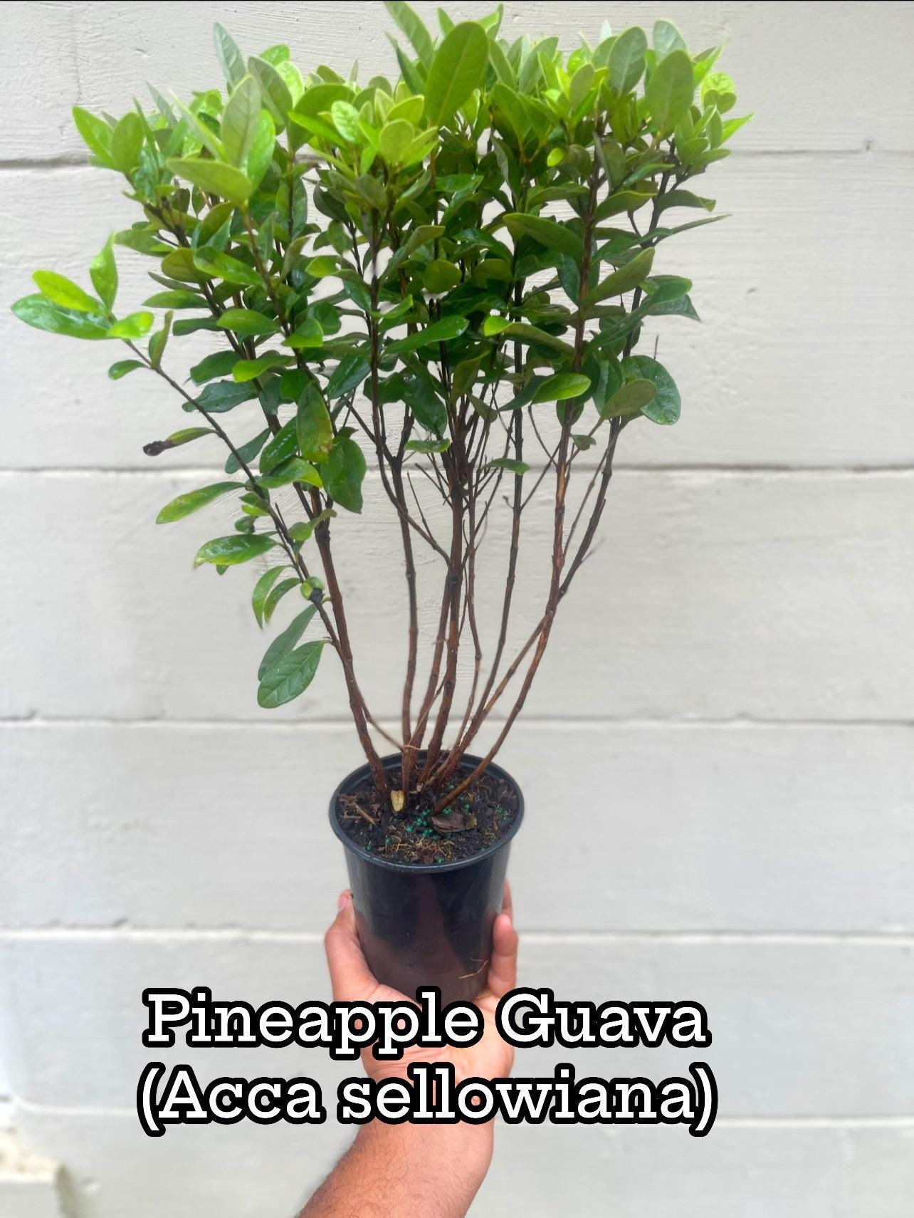 Pineapple Guava Live Plants – Acca Sellowiana Fruit Shrub, Evergreen, Edible & Ornamental Garden Bush