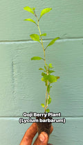 Goji Berry Plant (Lycium barbarum) – 2” Plug – Edible Superfruit Shrub