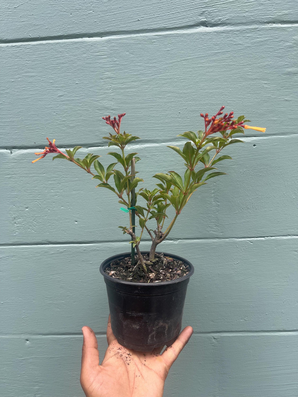 Dwarf Firefly Firebush Plant: Hummingbird plant
