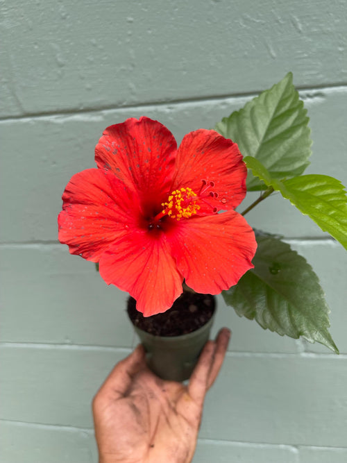 Brilliant Red Hibiscus Plant – 4” Pot | Tropical Red Blooming Shrub | Live Starter Plant