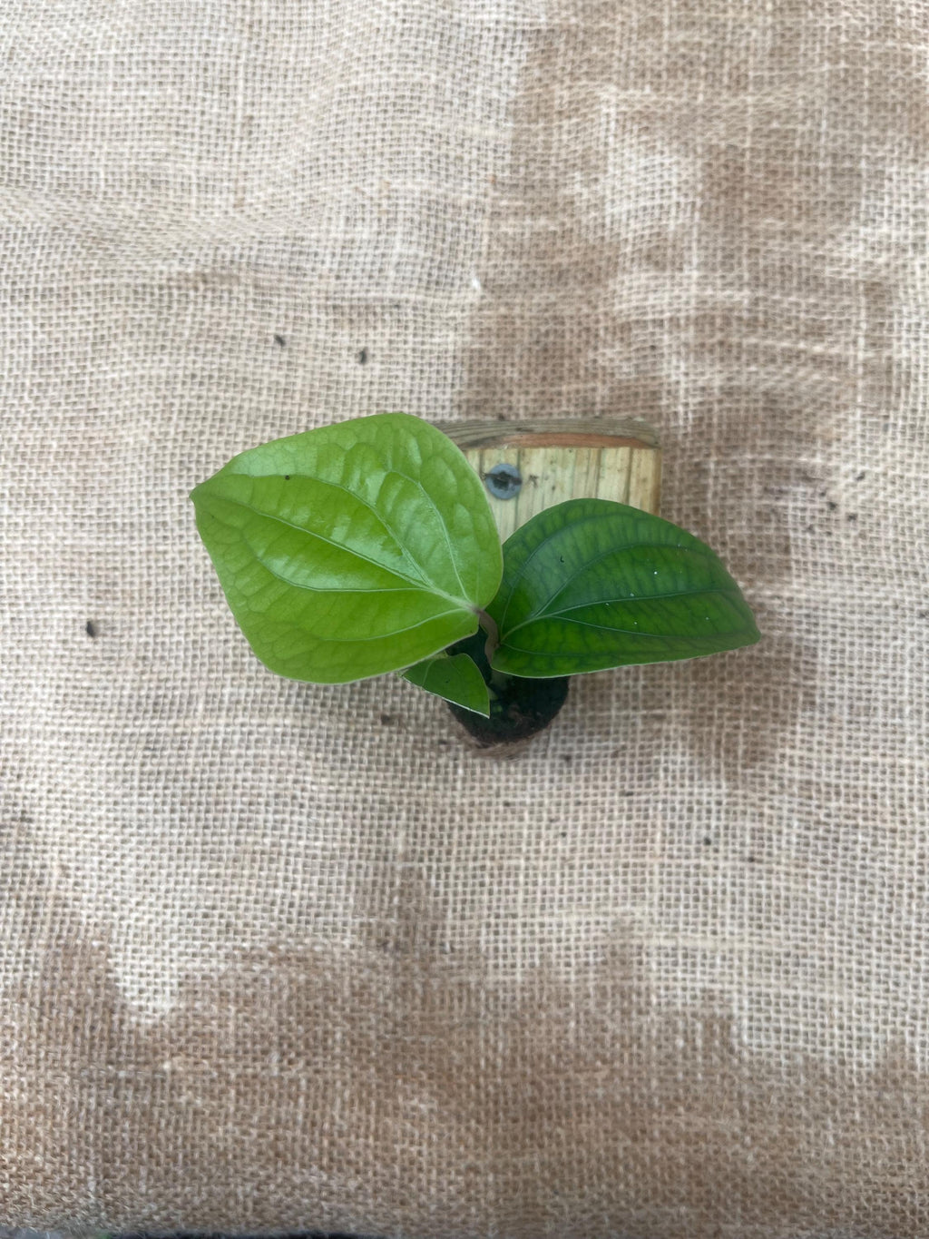 Black Pepper Plant (Piper nigrum) – Grow Your Own Spice!