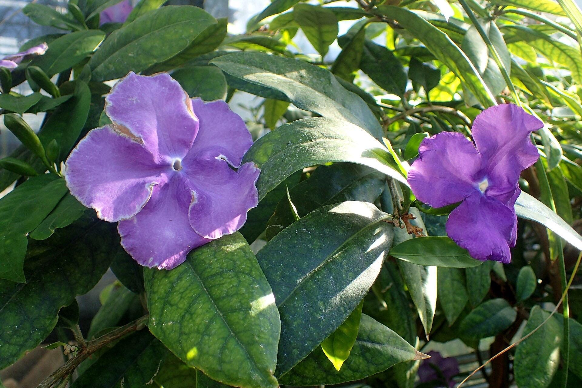 Brunfelsia (Yesterday, Today & Tomorrow plant)| Color-Changing Fragrant Flowers