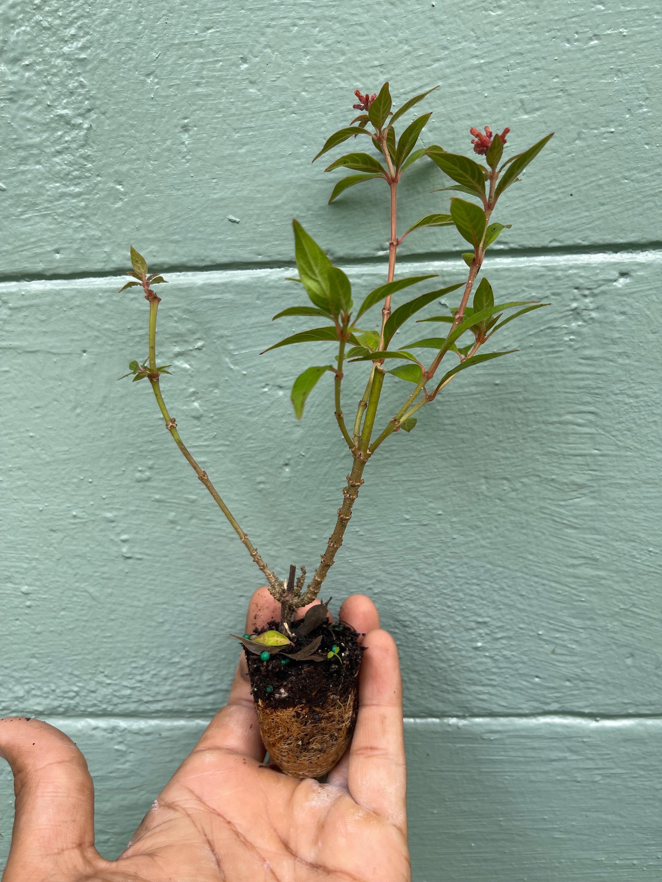 Dwarf Firefly Firebush Plant: Hummingbird & Butterfly Magnet - 2" Plug