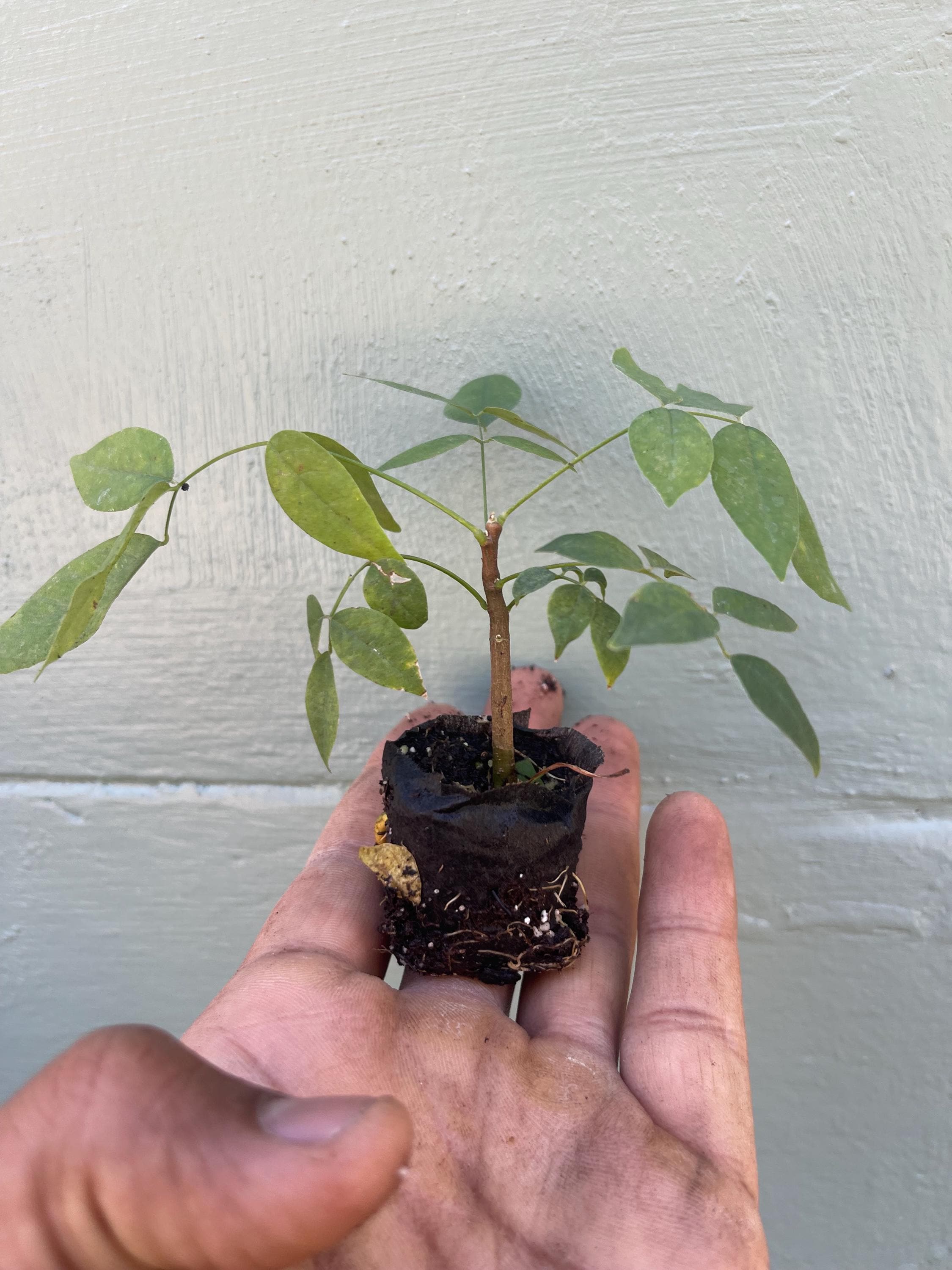 Amethyst Falls Wisteria Vine Live Plant | Native American Wisteria