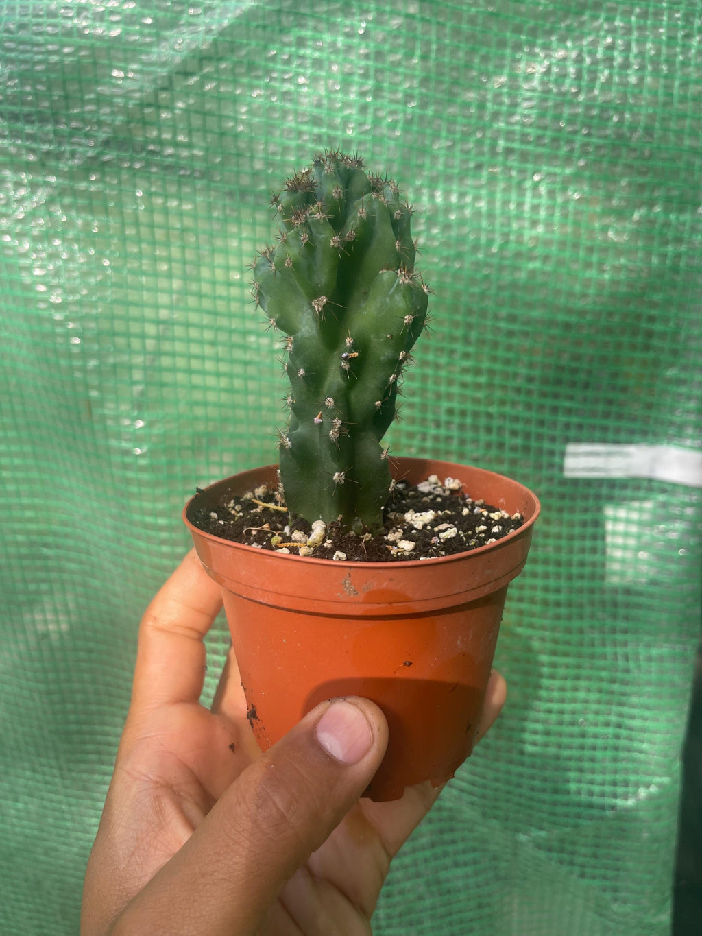 Crested Peruvian Apple Cactus – Rare Cereus Plant, Sculptural, Drought Tolerant