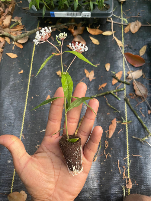 Asclepias perennis (Snowy milkweed) Native