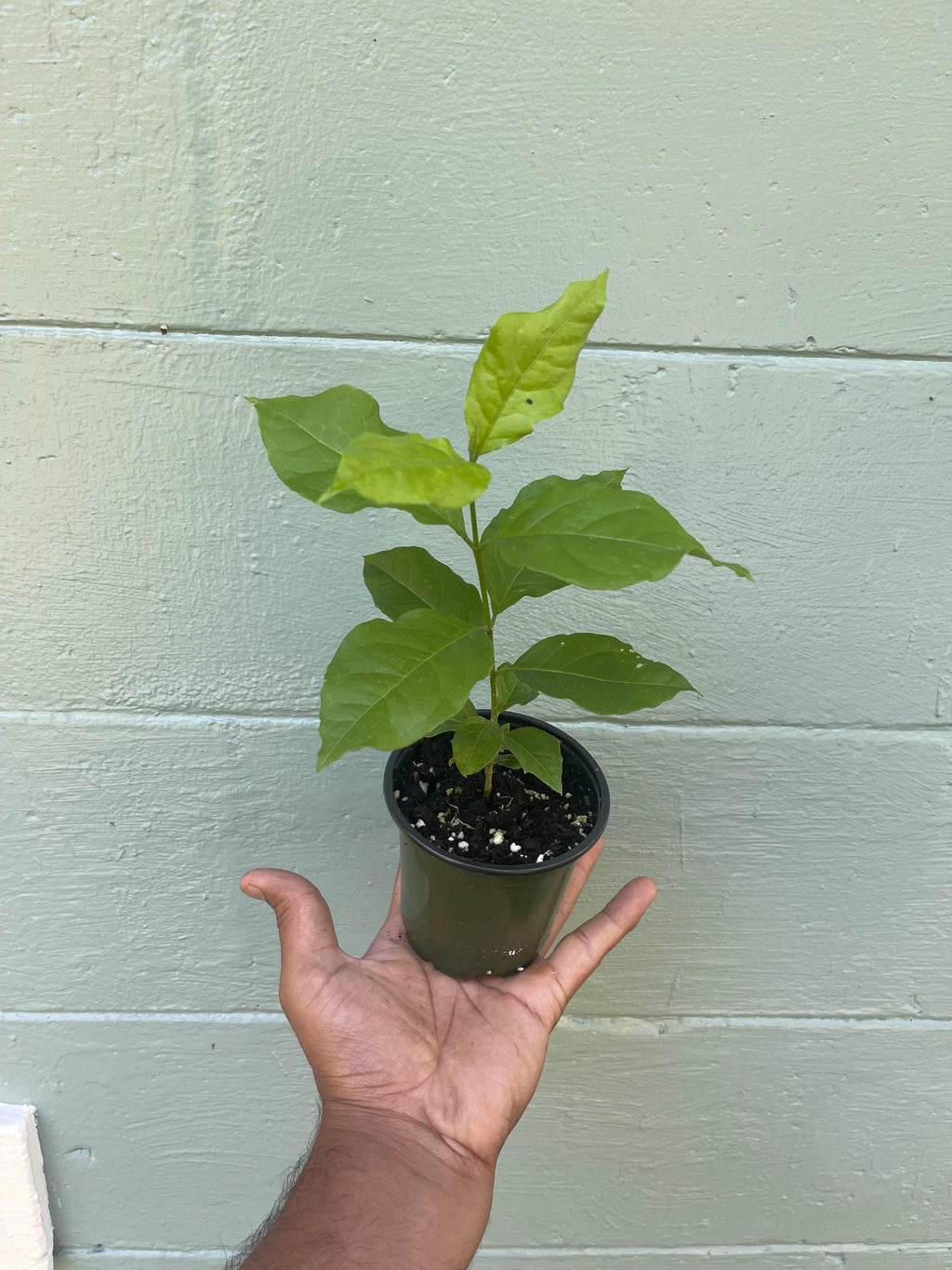 Rare Peanut Butter Fruit Tree: Well Rooted Starter Plant