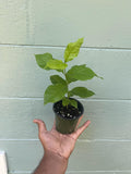 Rare Peanut Butter Fruit Tree: Well Rooted Starter Plant