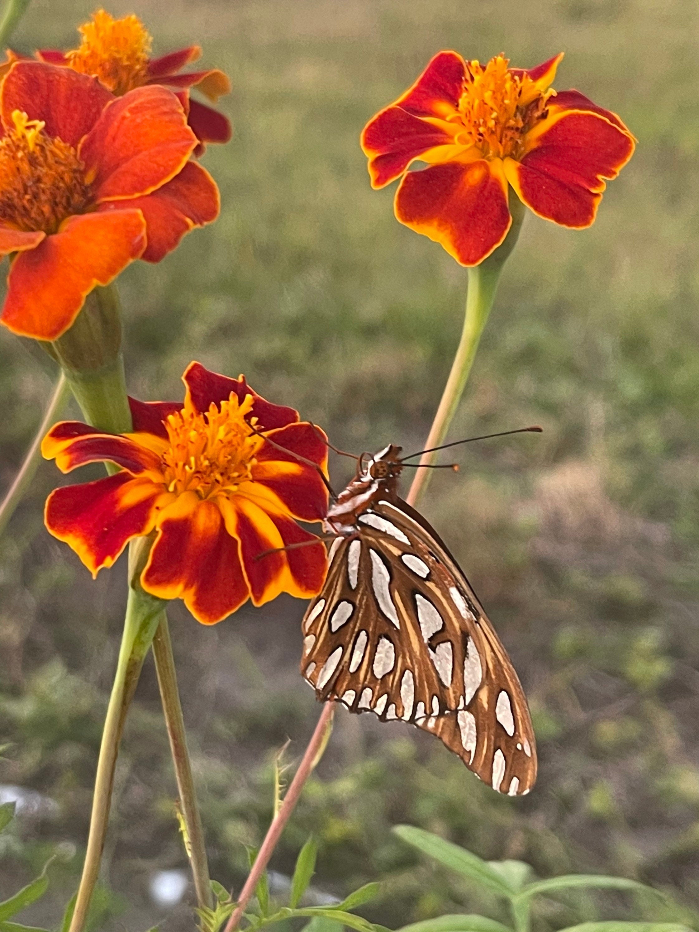 Burning Embers Marigold Seeds: Heirloom Vibrant Orange Blooms
