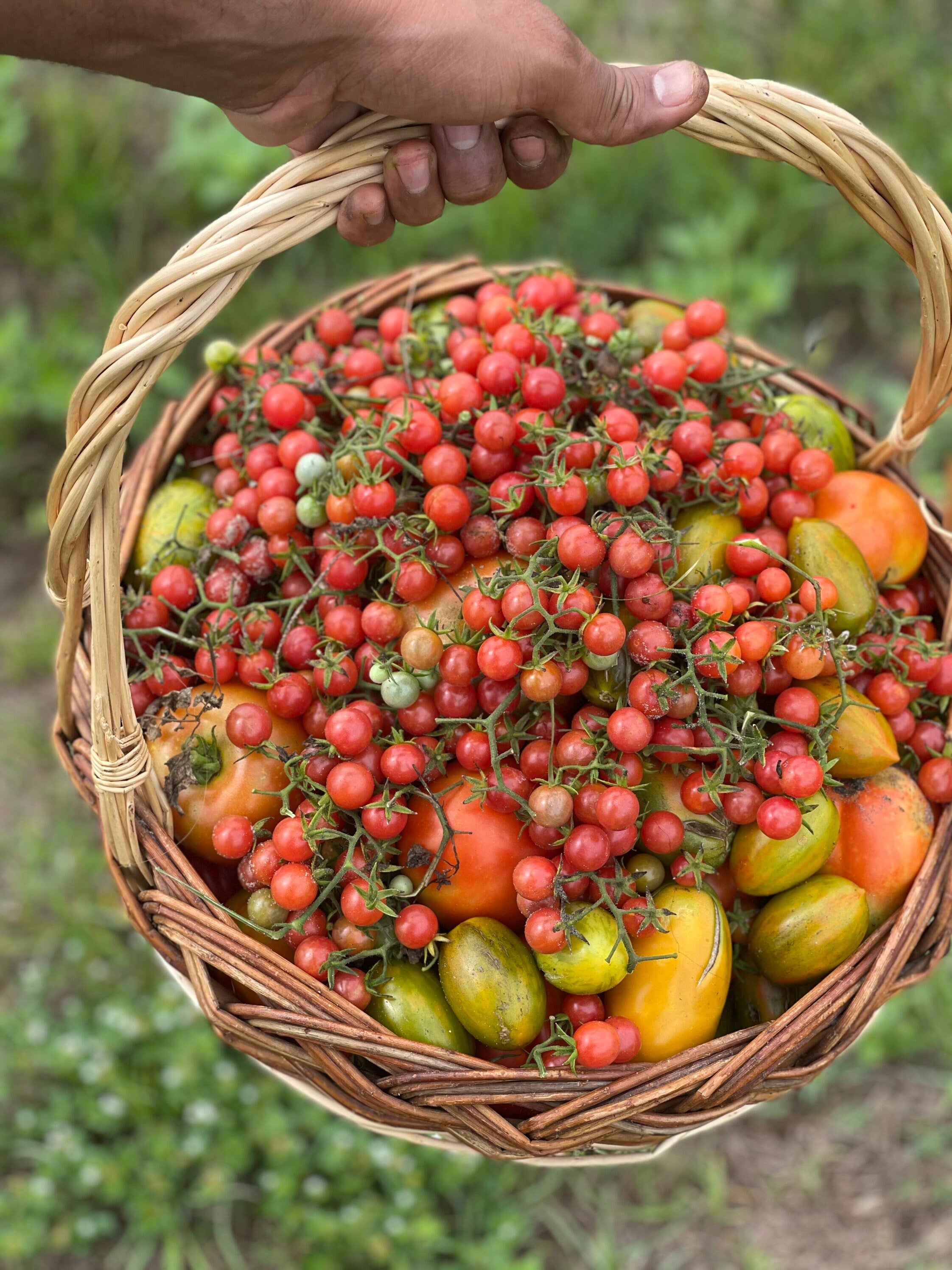 FL everglades tomato seeds