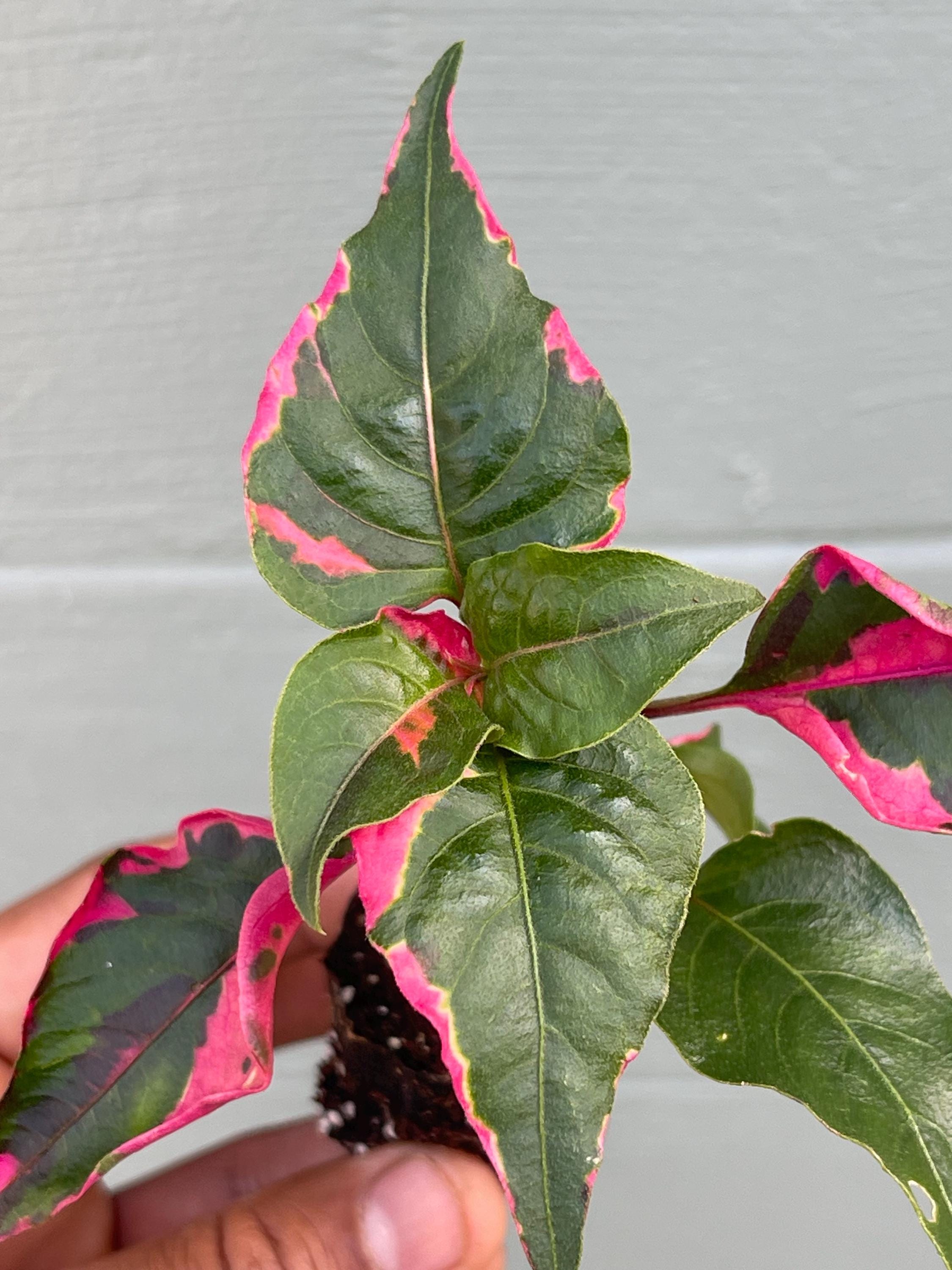 Alternanthera Party Time Plant – Pink Variegated Ornamental Houseplant