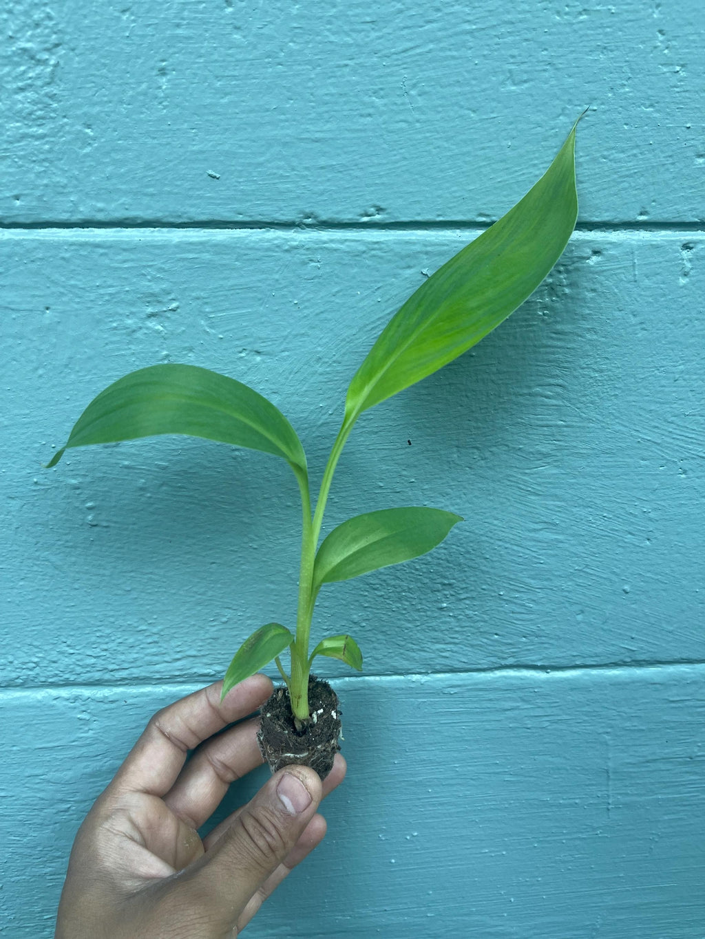 Red Trunk Popo‘ulu‘ Banana – Rare Polynesian Variety