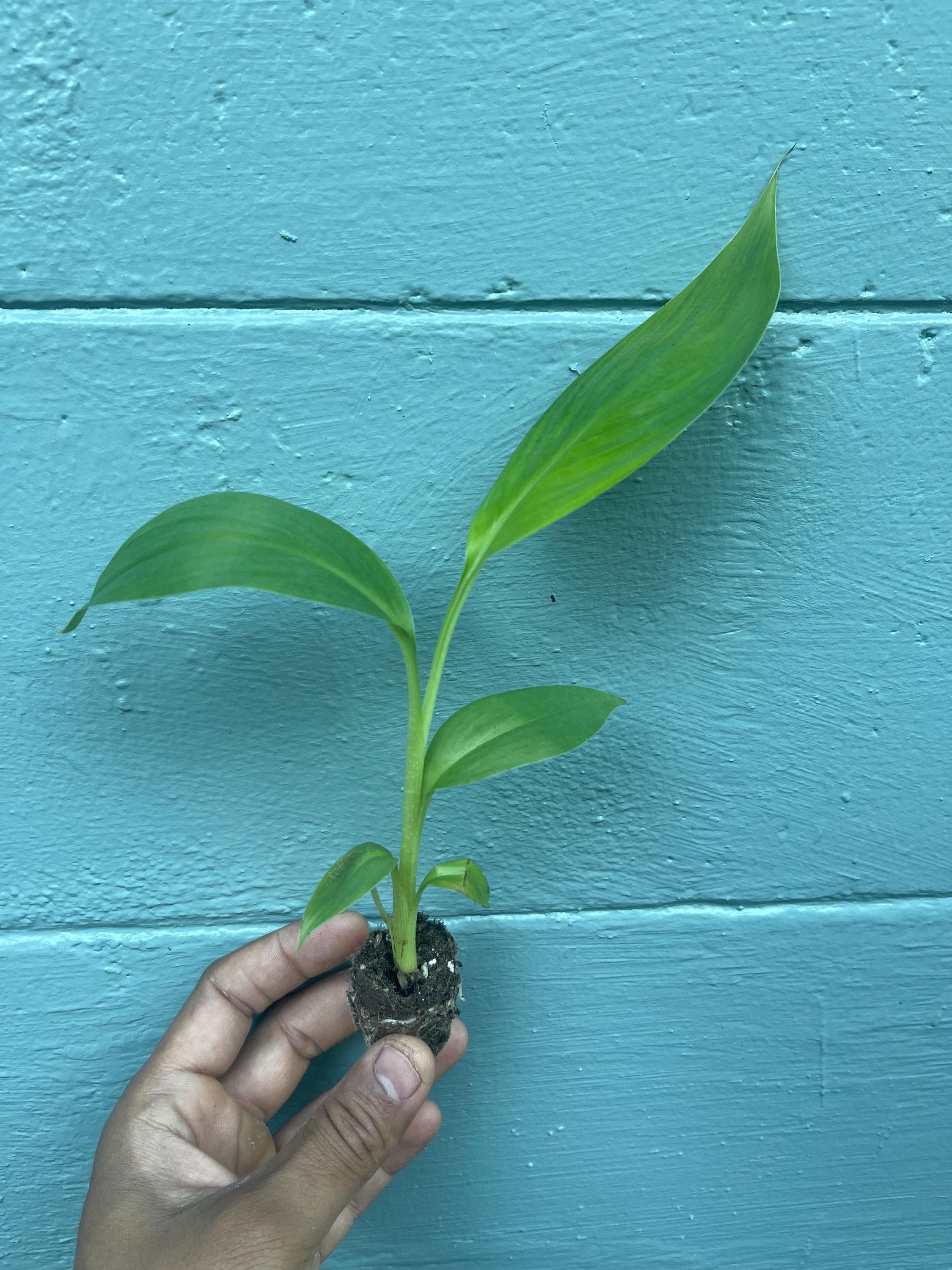 Red Trunk Popo‘ulu‘ Banana – Rare Polynesian Variety
