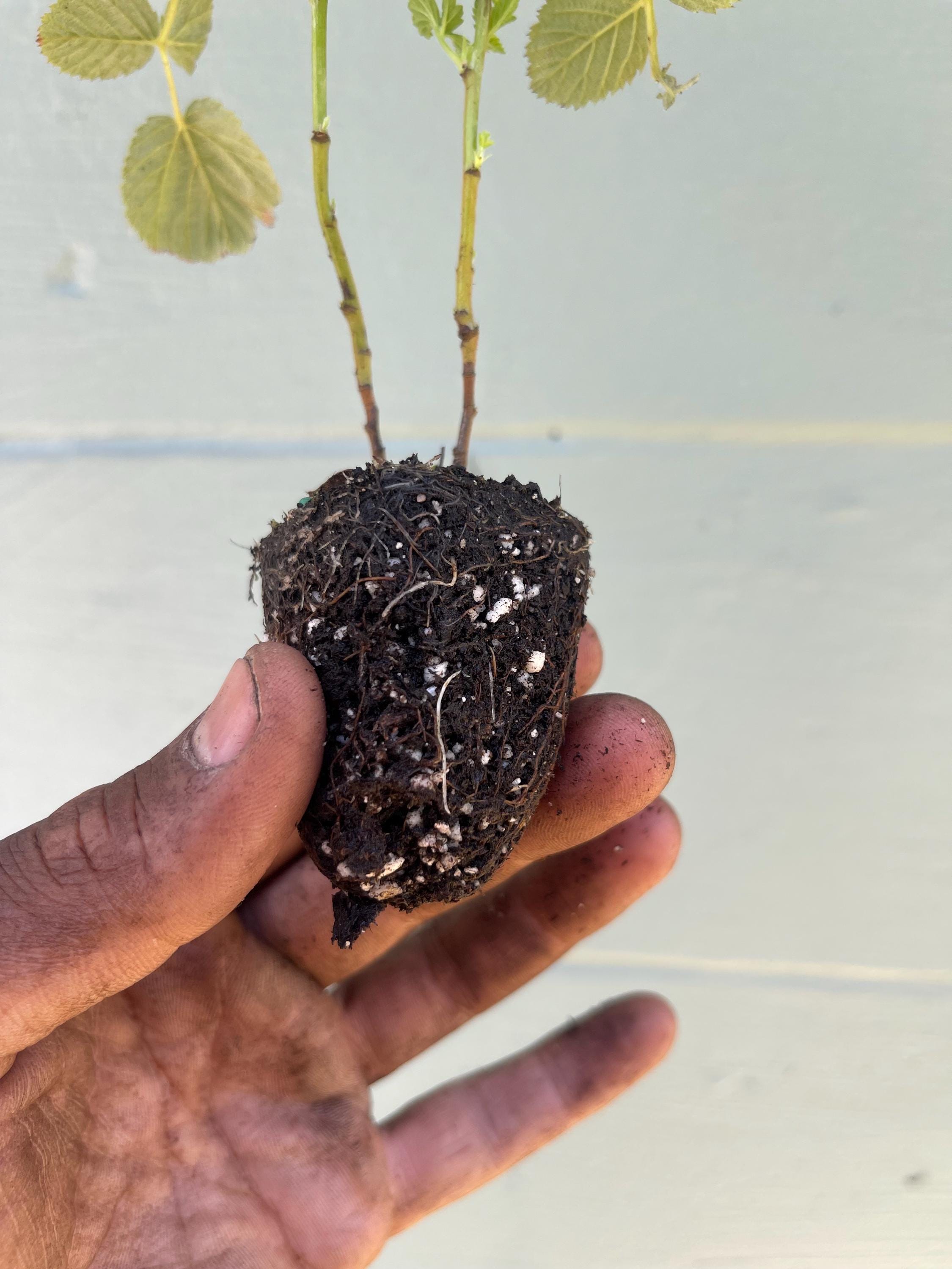 Mysore Raspberry Liners (Rubus niveus)