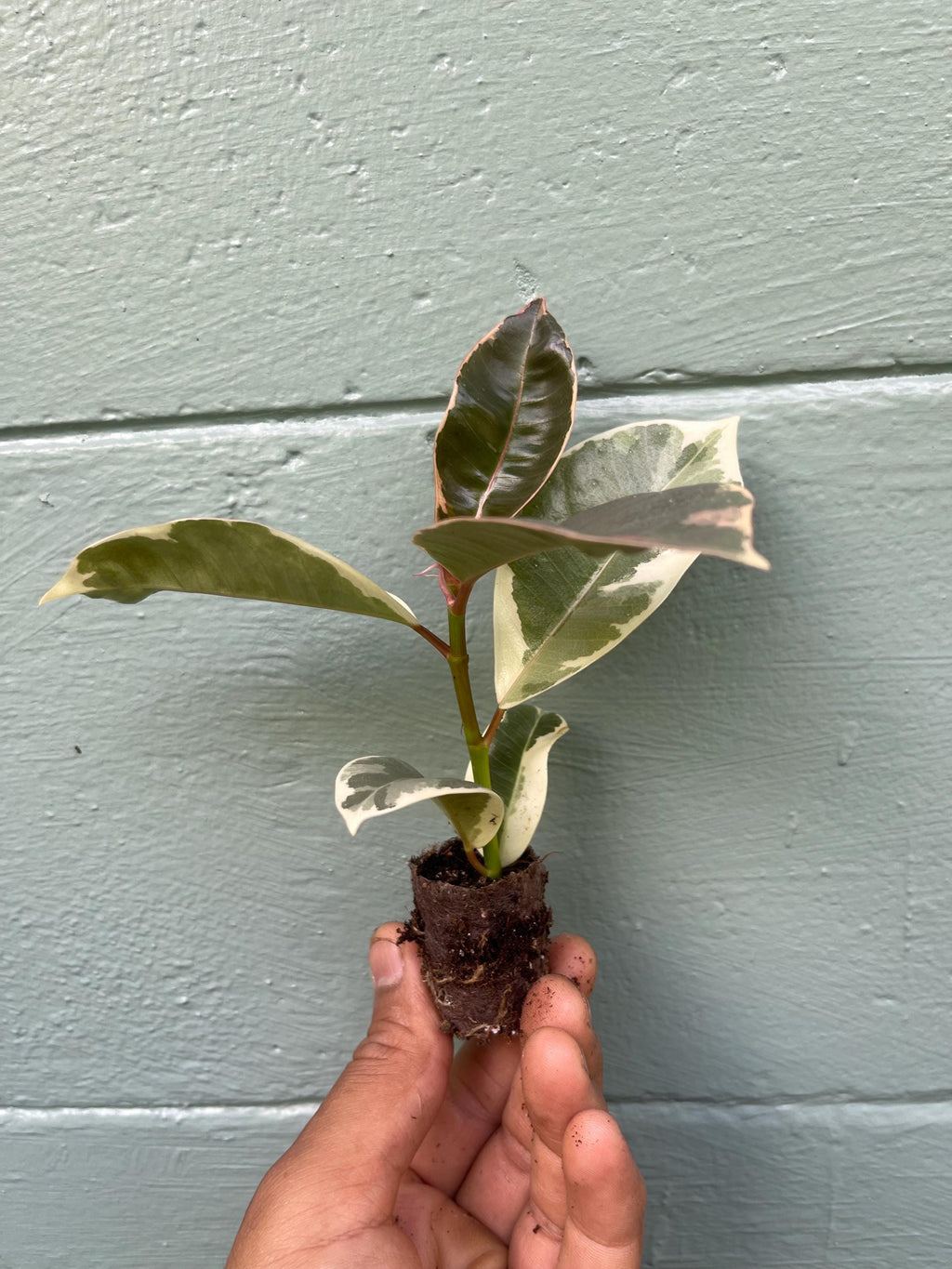 Variegated Rubber Tree 'Tineke': Easy-Care Tropical Houseplant