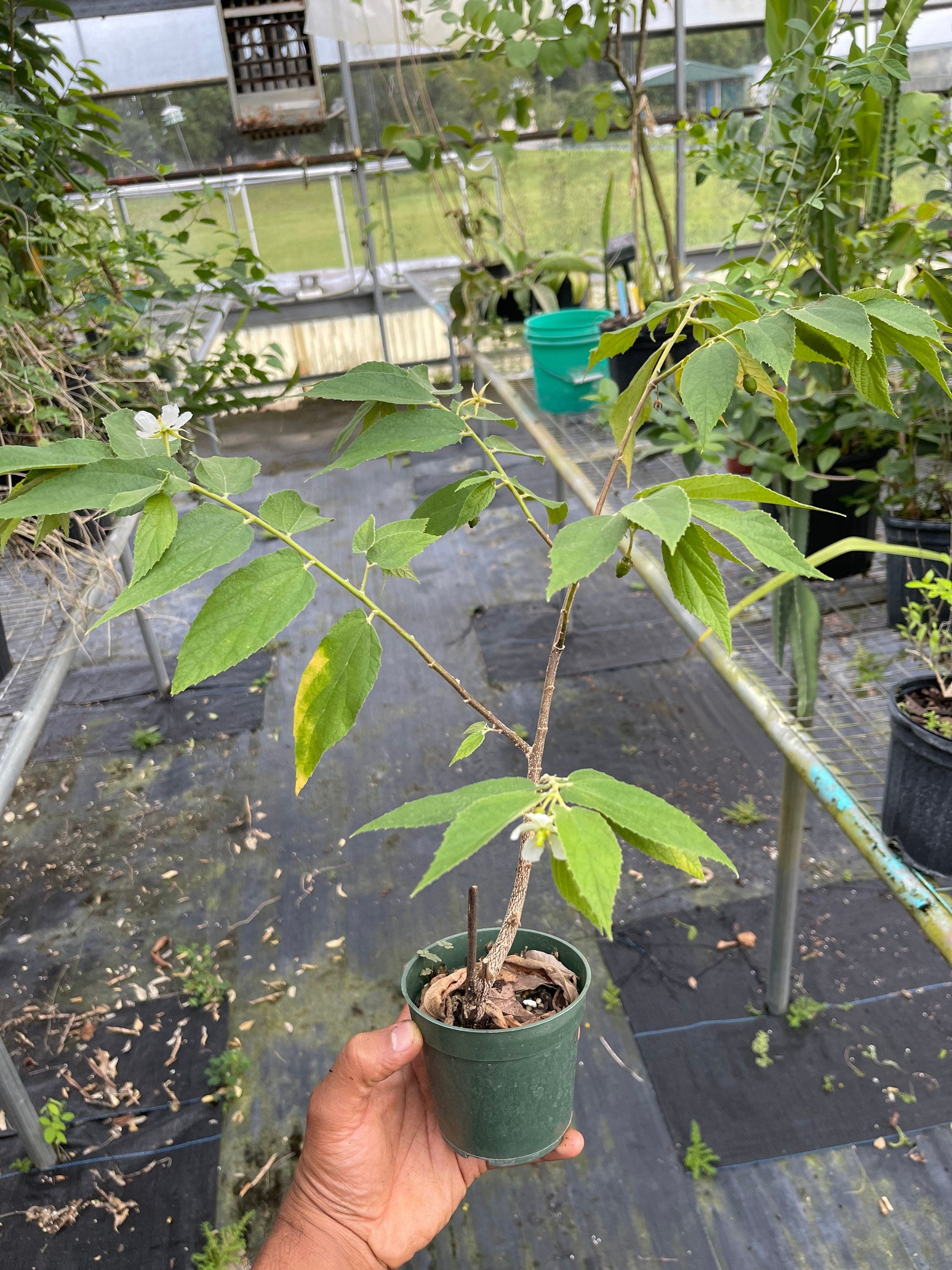 Strawberry Tree (Muntingia calabura) | Rare Edible Tropical Fruit Plant for Home Garden & Outdoor Delight