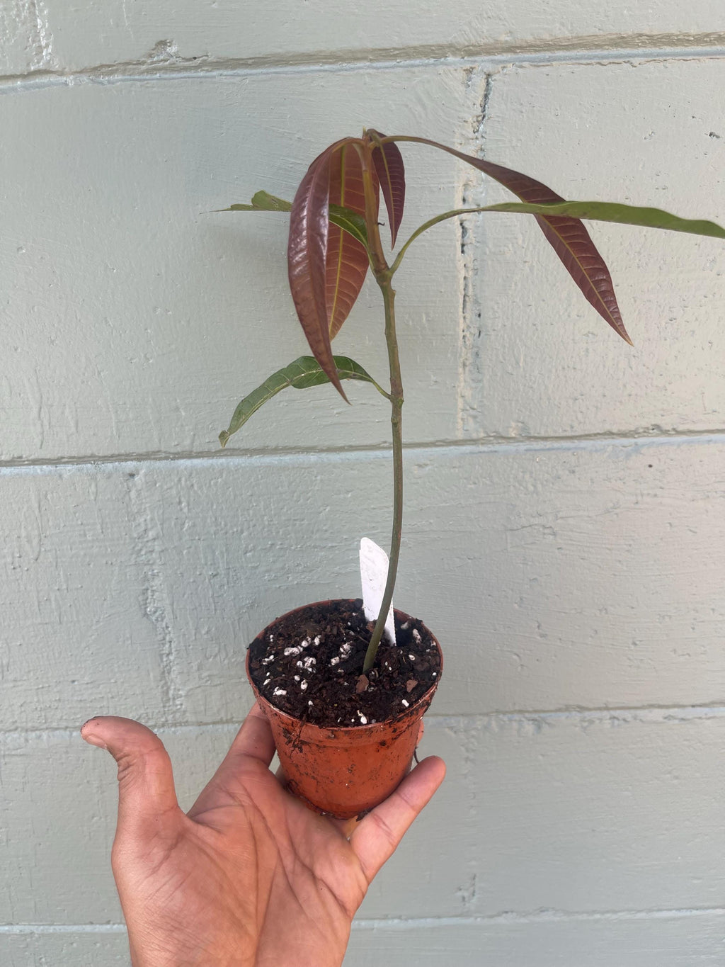 Live Mango Seedling – Unknown Variety | Tropical Fruit Tree | Starter Plant