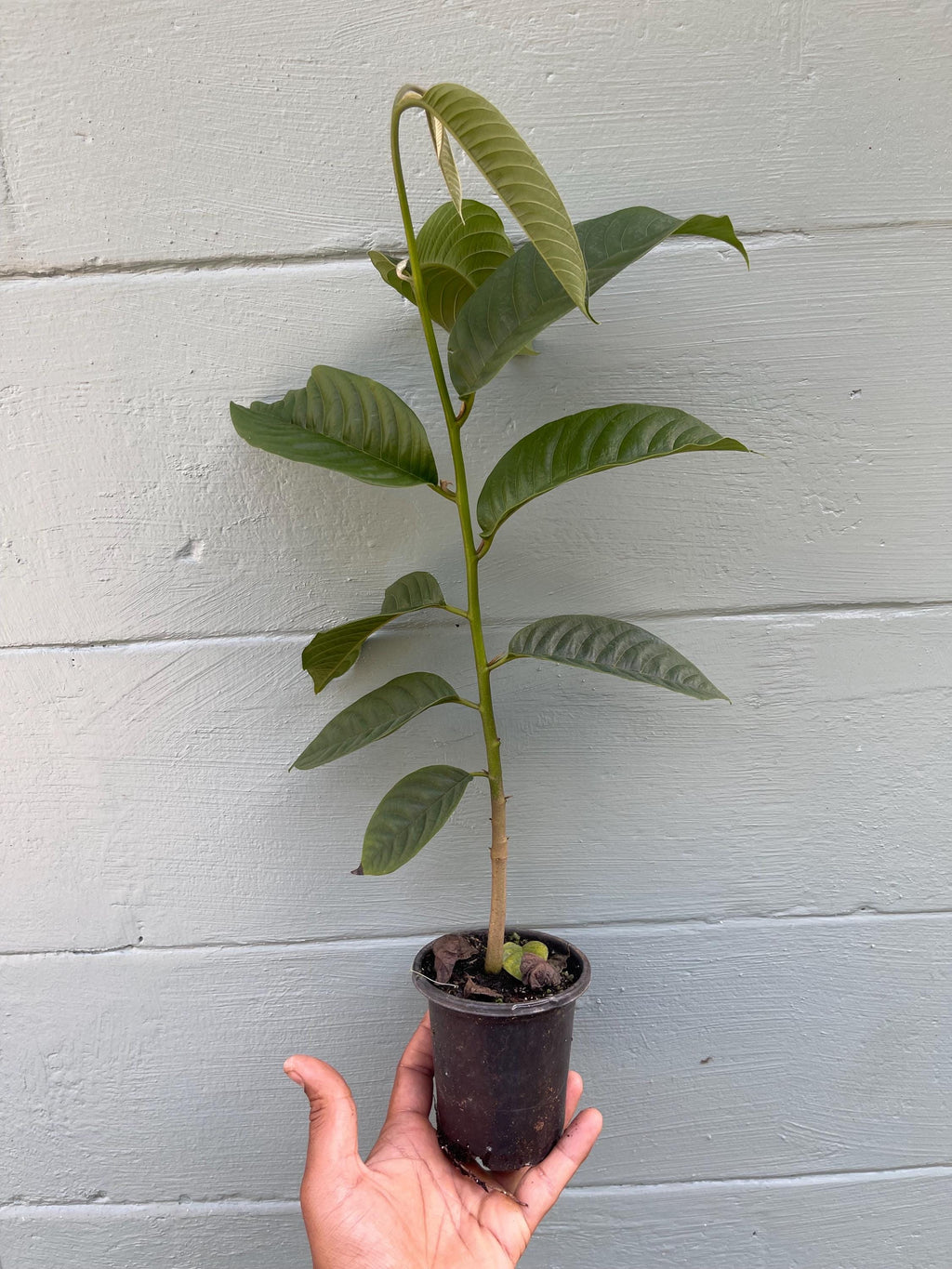 Live Rollinia Fruit Tree (Rollinia deliciosa) – Rare Tropical Plant, Biriba